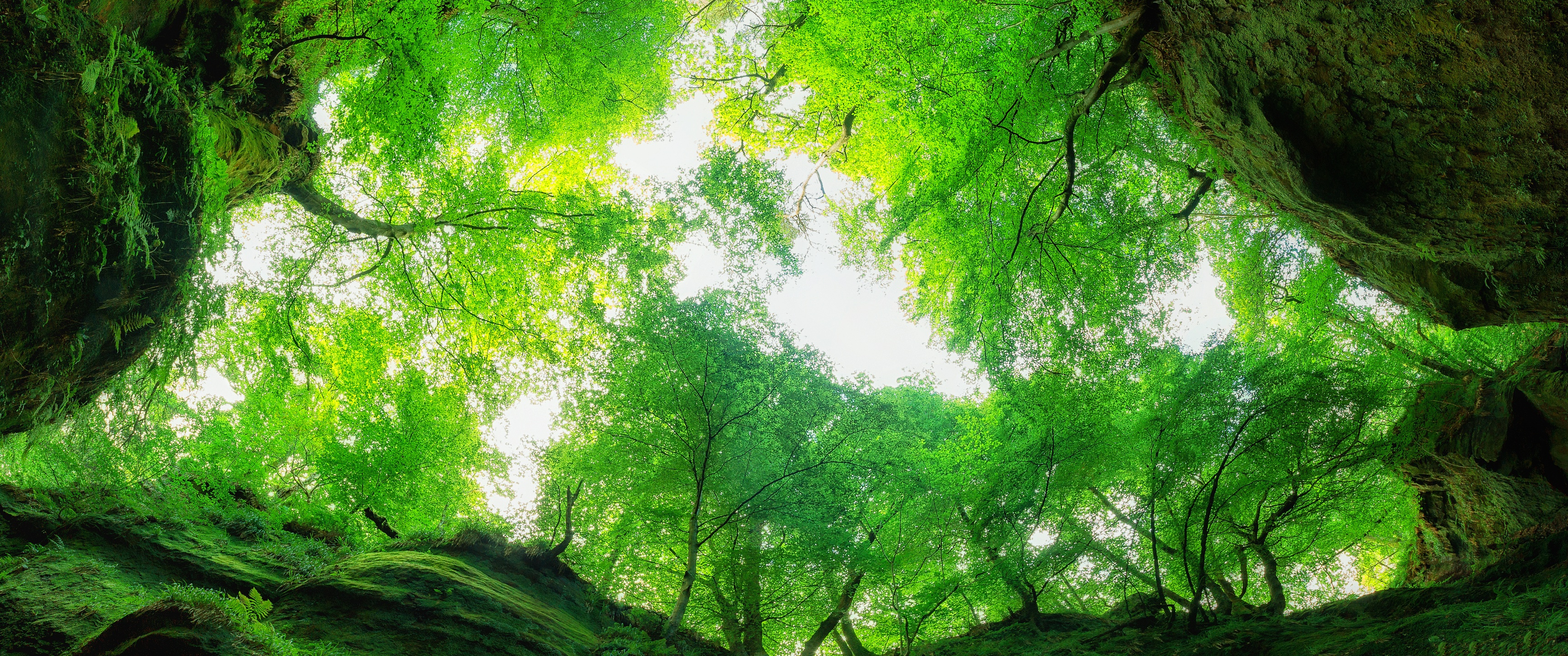 зеленый туннель, природа, деревья, мох, обои 5К
