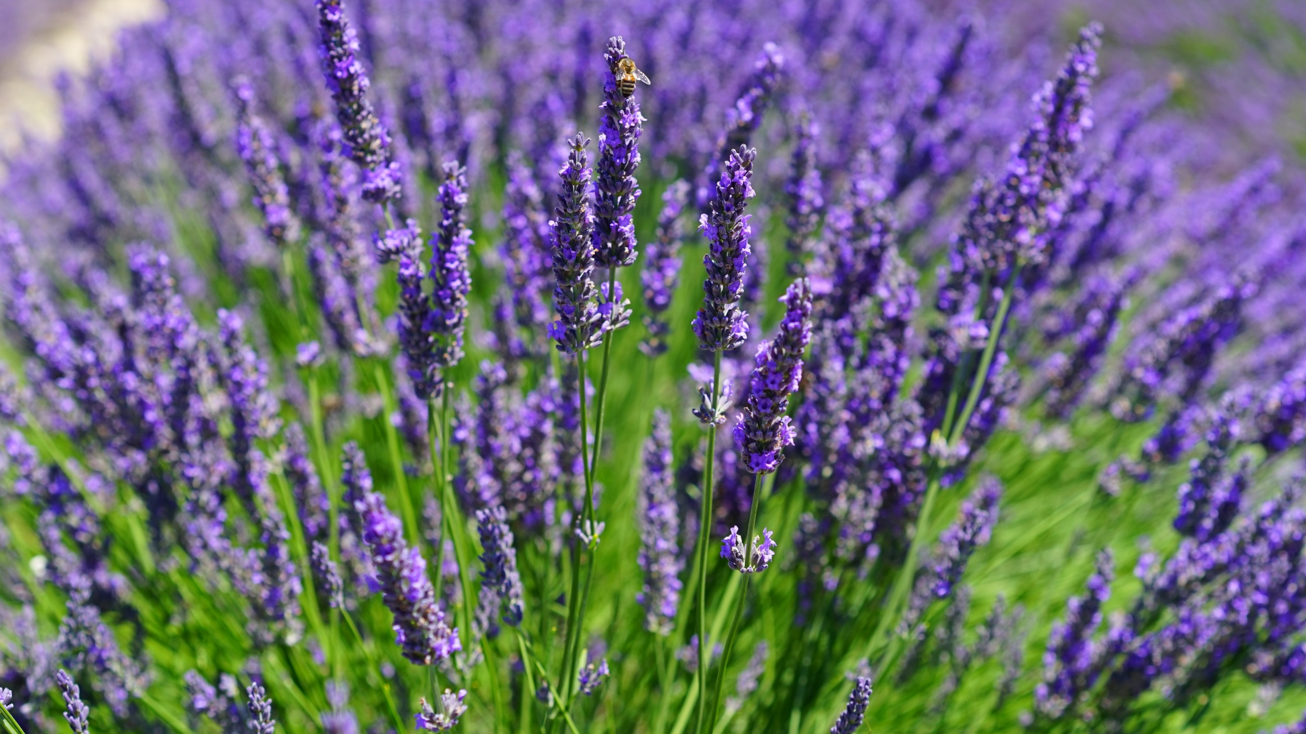 Фон рабочего стола где видно lavender plants, лаванда, поле, растение, цветы