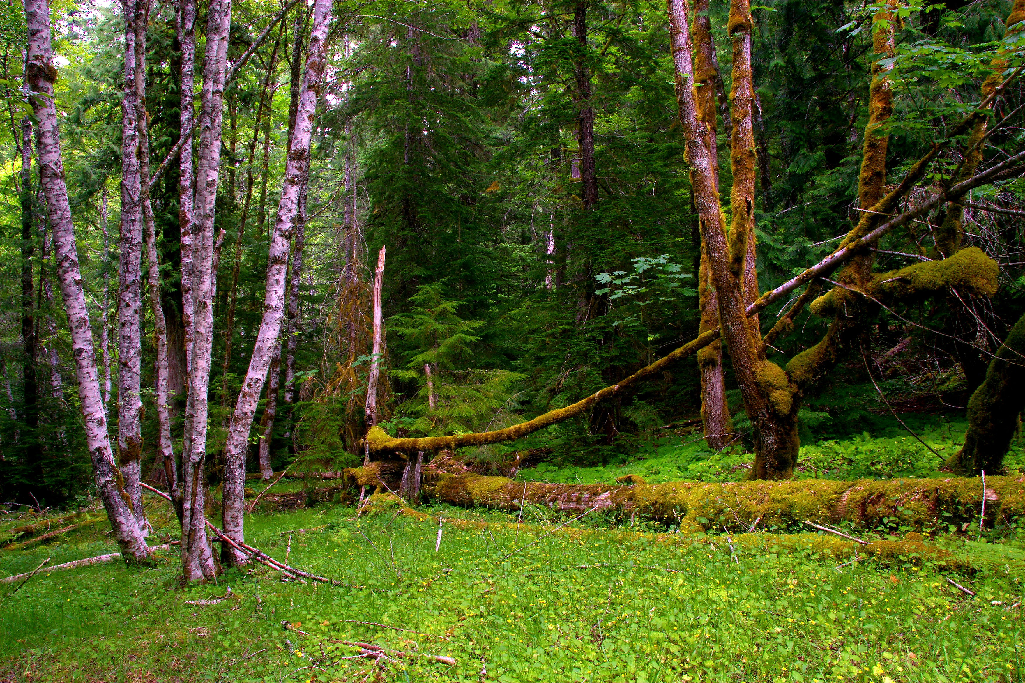 лес, национальный парк Маунт-Рейнир