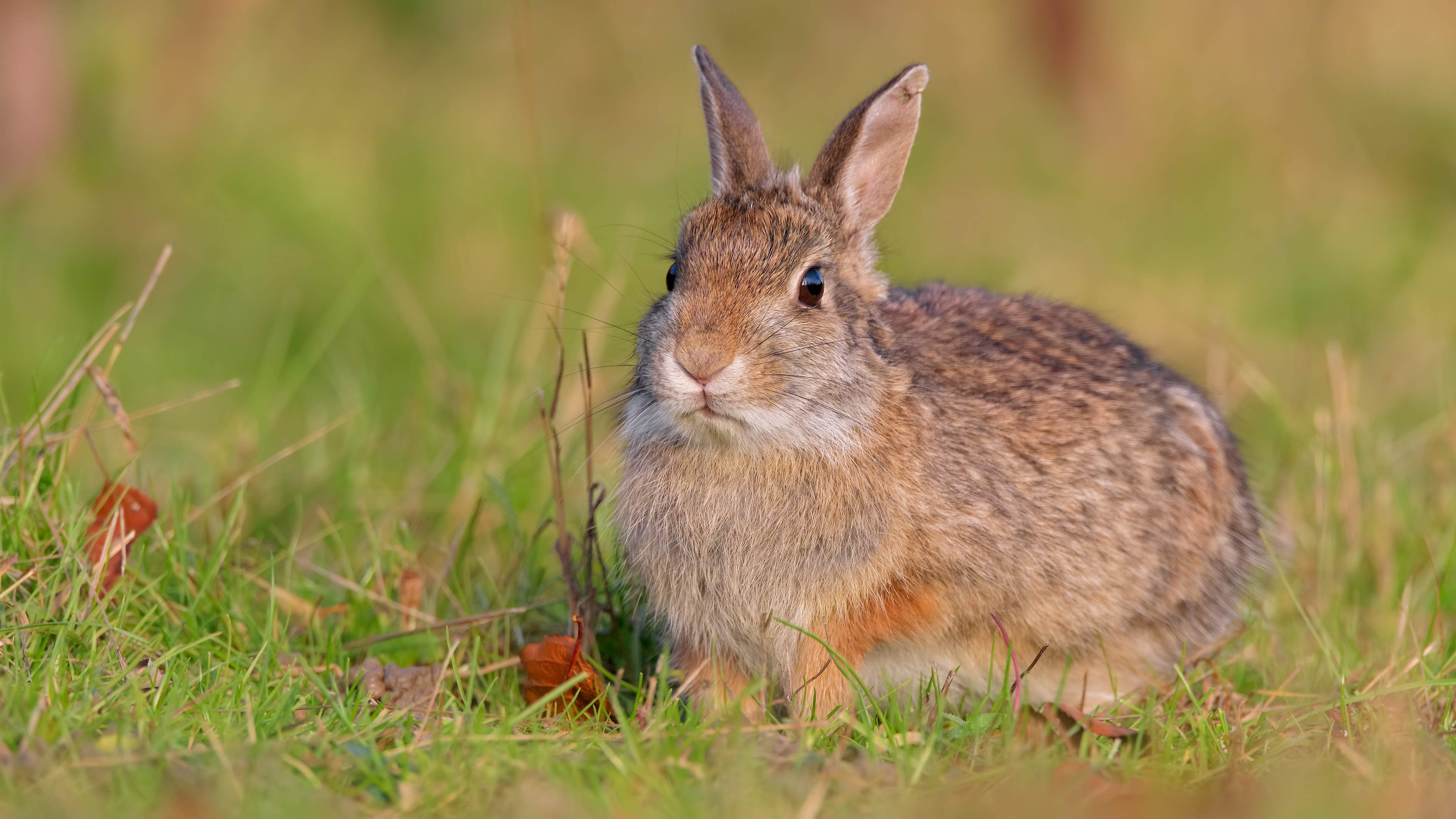 кролик, трава, лето, домашнее животное, 3840х2160, 4к обои