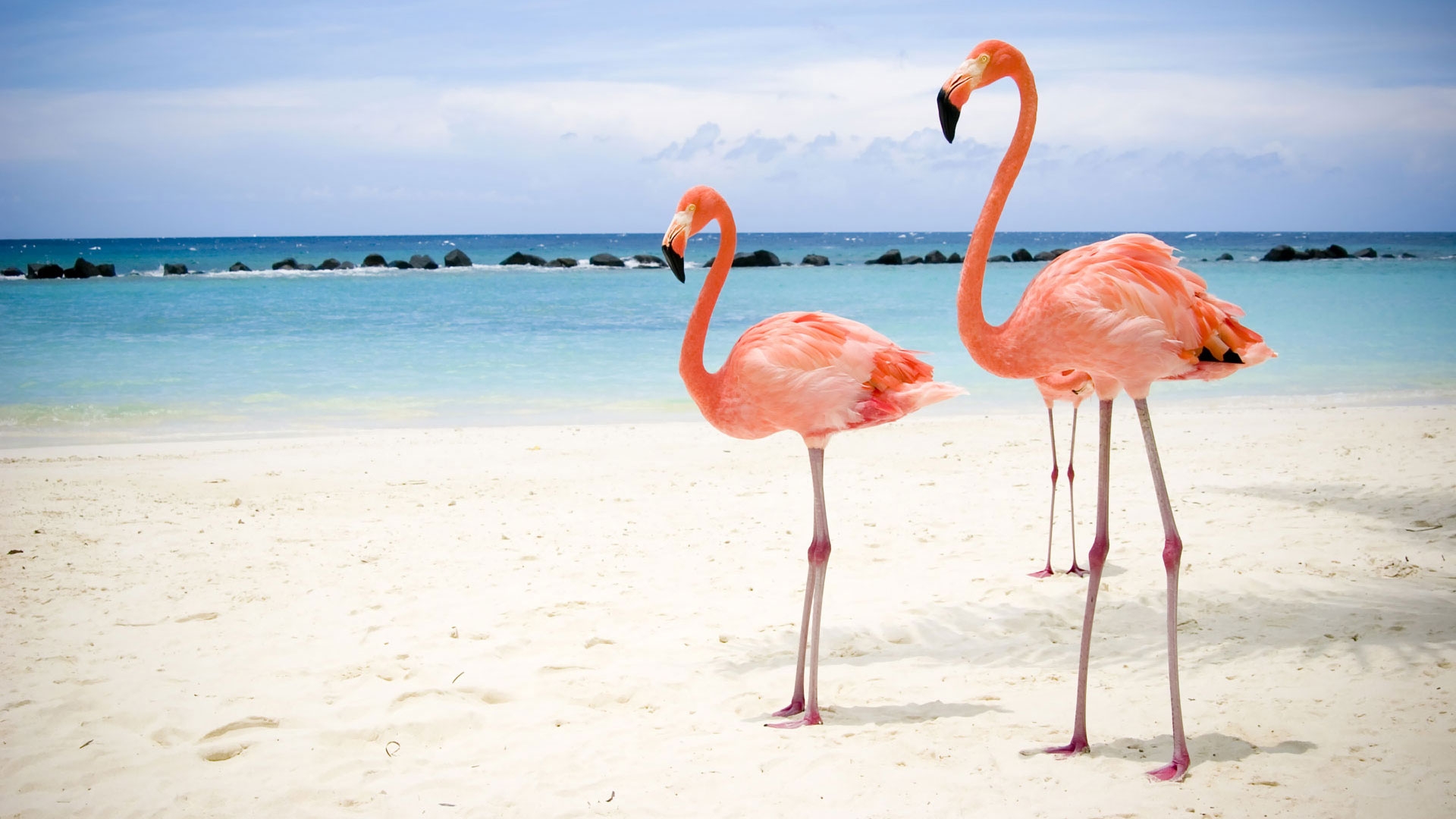 розовый фламинго, птица, море, песок, pink flamingos, bird, sea, sand