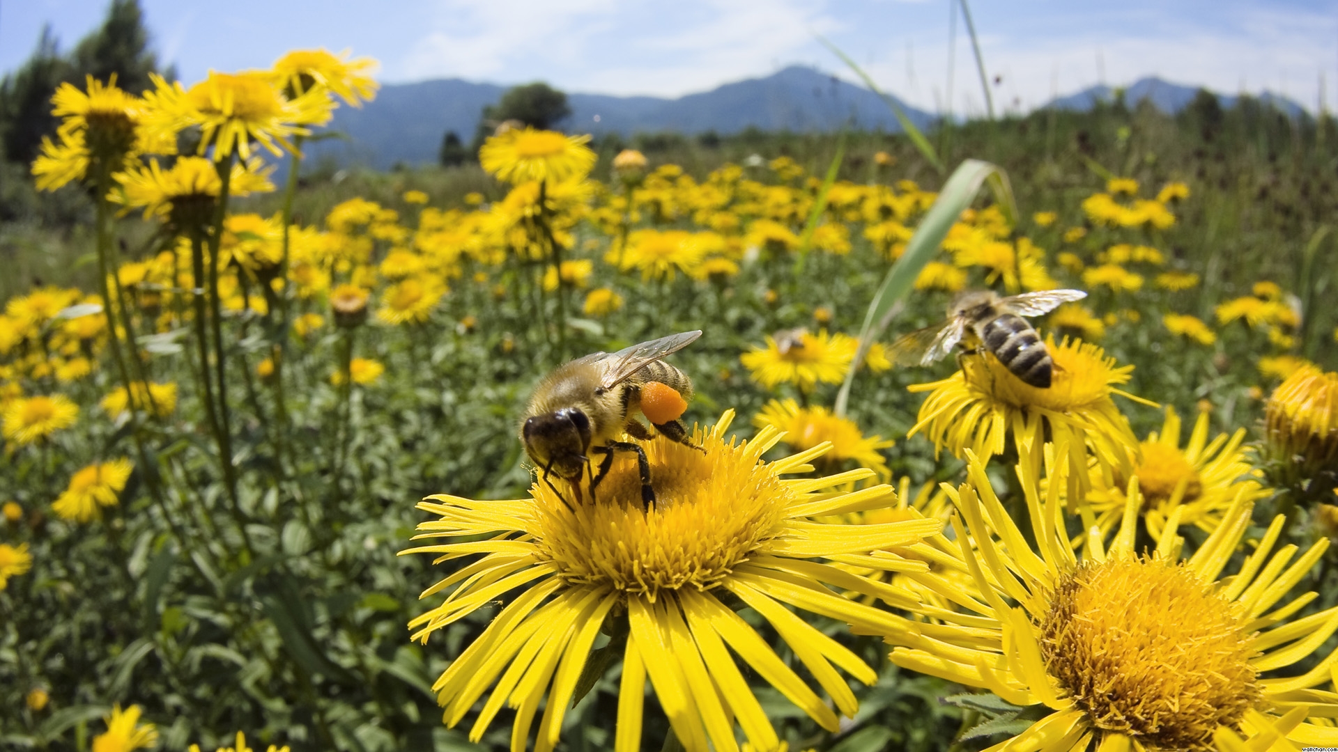 цветы, пчелы, насекомые, макро, поле, flowers, bees, insects, macro, field