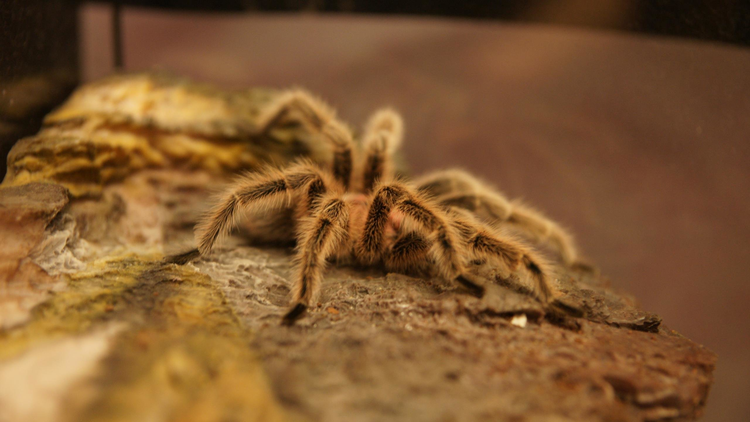 Фото бесплатно обои паук, тарантул, макро