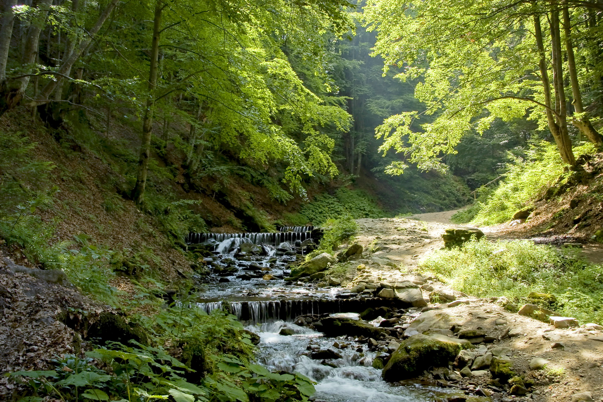природа, лес, ручей, водопад, деревья, растения, лето, красивый пейзаж, зелень, nature, forest, stream, waterfall, trees, plants, summer, beautiful landscape, greens