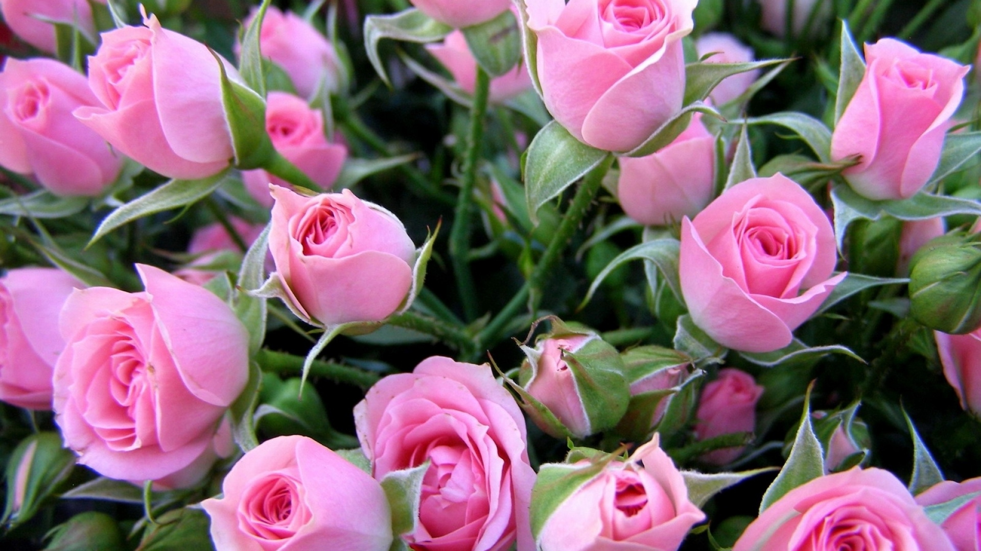 розы, цветы, букет, нежные, бутоны, весна, красивые обои, roses, flowers, bouquet, delicate, buds, spring, beautiful wallpaper