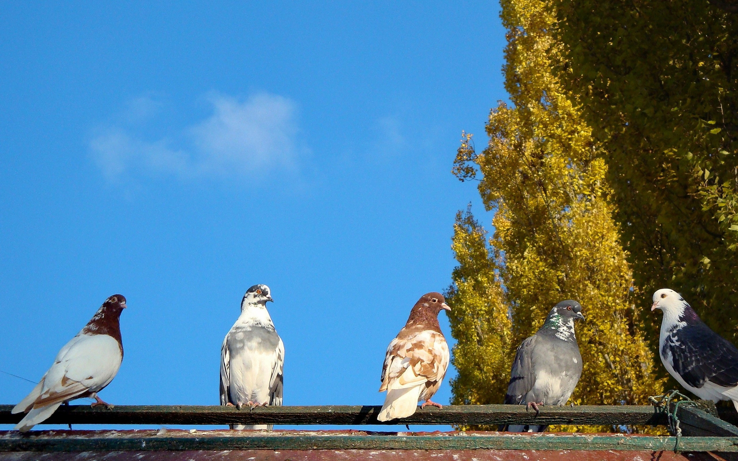 голуби, птицы, лето, небо, дерево, обои, Pigeons, birds, summer, sky, tree, wallpaper