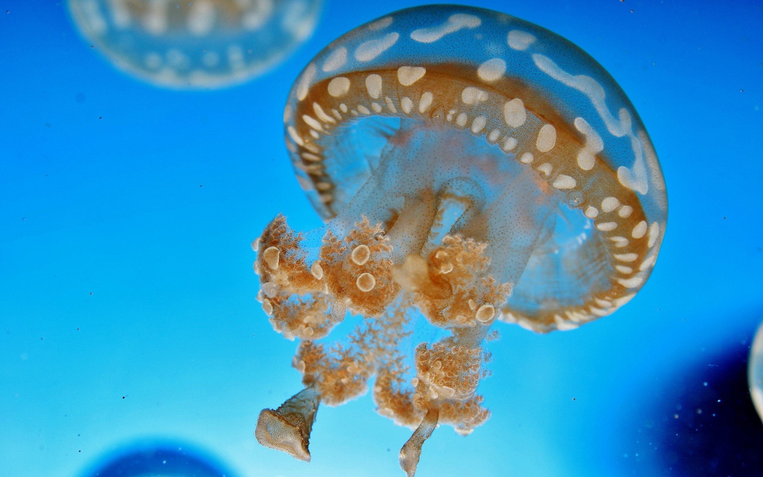 макро, море, медуза, прозрачное существо, щупальца, подводный мир, глубина, вода, морское животное, macro, sea, jellyfish, underwater world, depth, water, sea animal