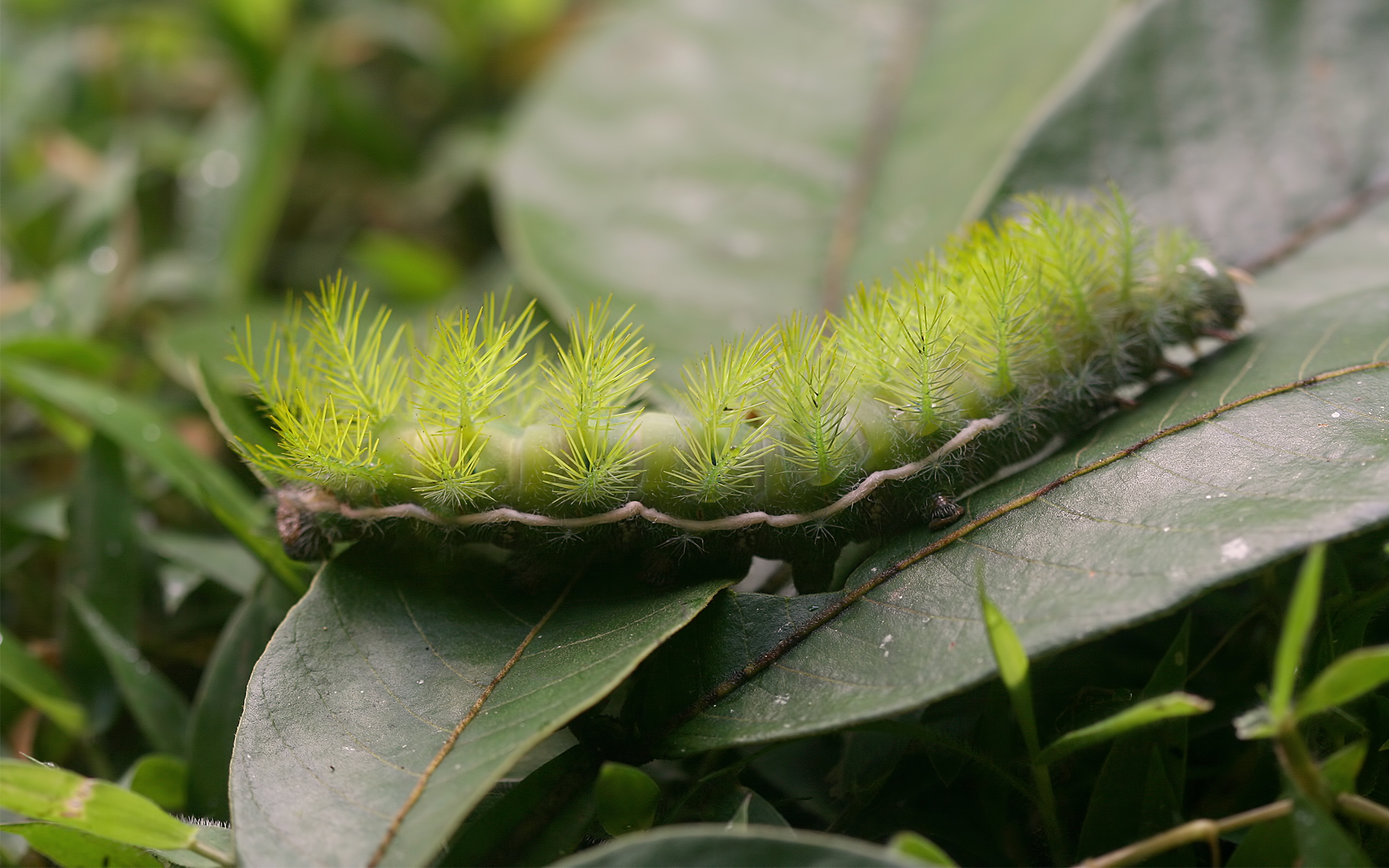 зеленая пушистая гусеница, листья, зелень, лето, макро, green furry caterpillar, leaves, green, summer, close-up