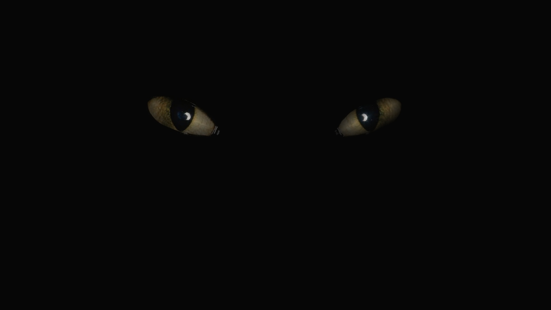 глаза кошки в темноте, черный фон, животные