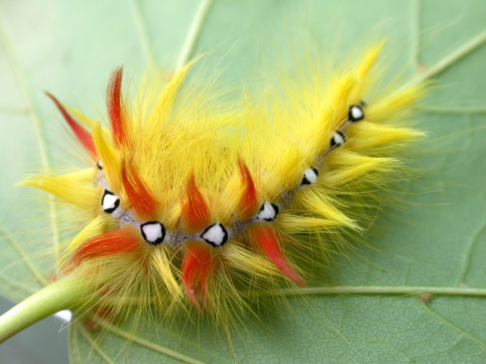 гусеница, макро, лист, яркие обои скачать, Caterpillar, macro, leaf, bright wallpaper download