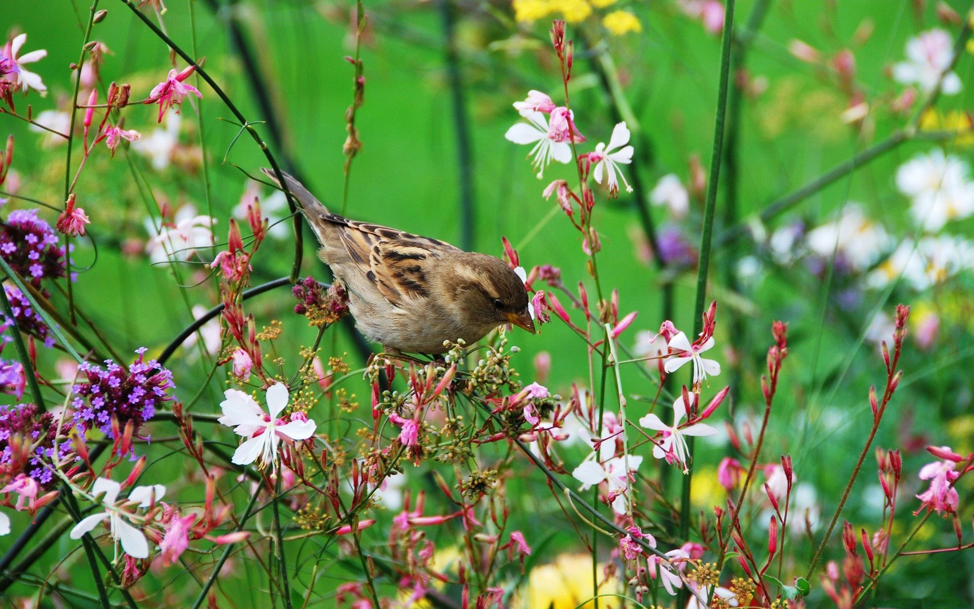 воробей, птица, ветки, цветы, яркие чудесные обои, Sparrow, bird, branches, flowers, bright wonderful wallpaper