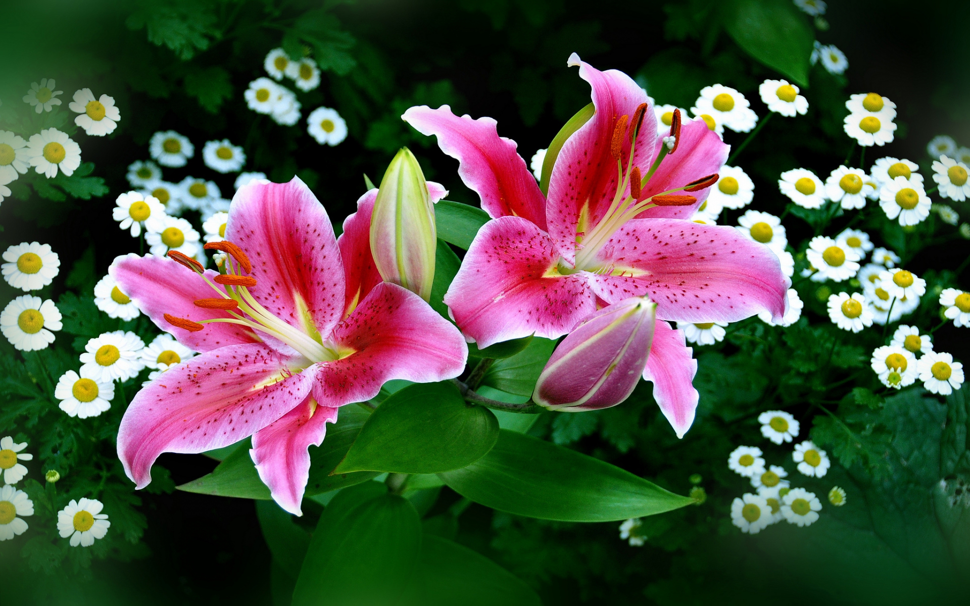 pink lilies, flowers, chamomile, flowerbed, leaves, plants, summer, розовые лилии, цветы, ромашки, клумба, листья, растения, лето
