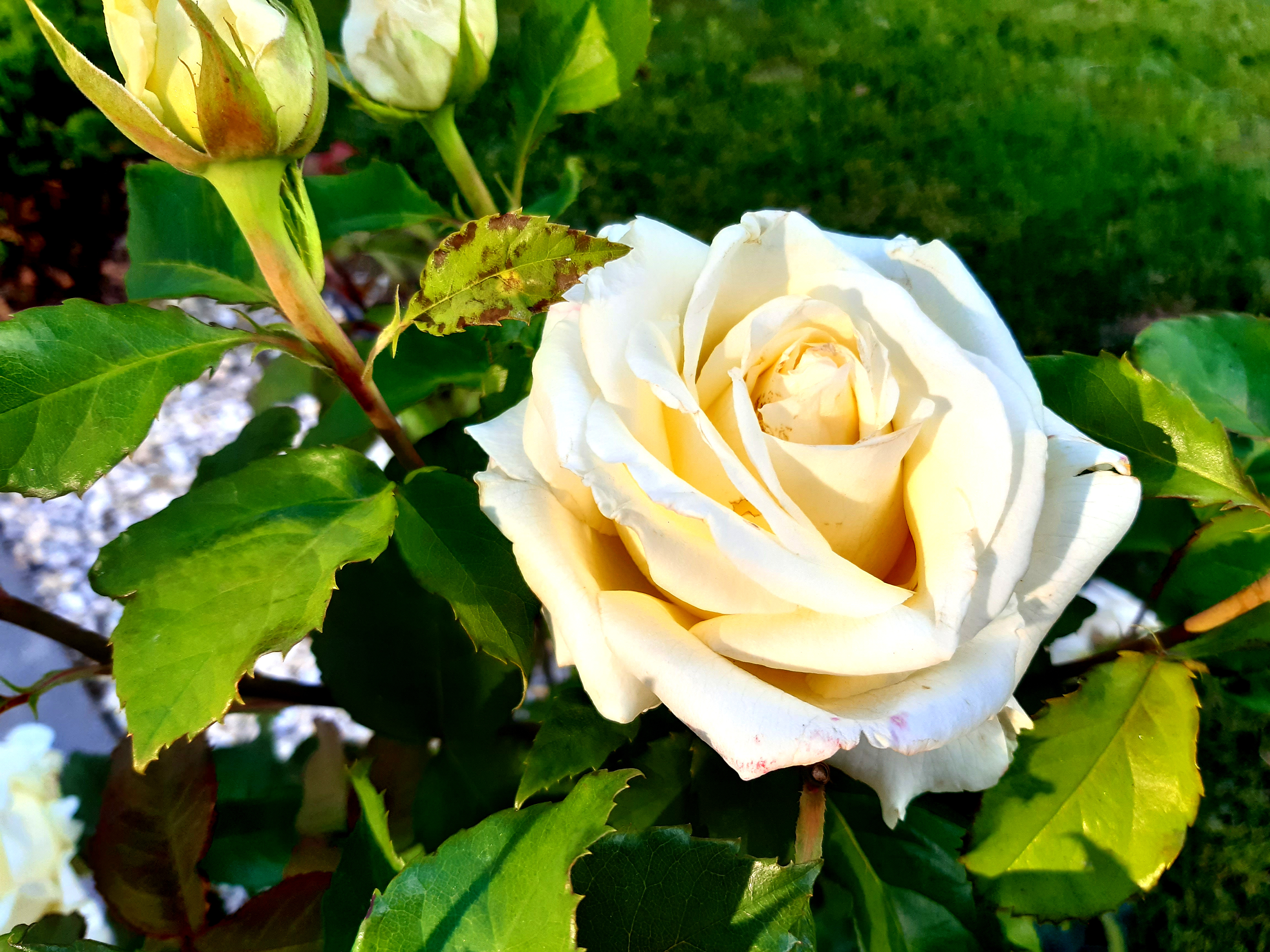 white rose, flower, plant, flower bed, green leaves