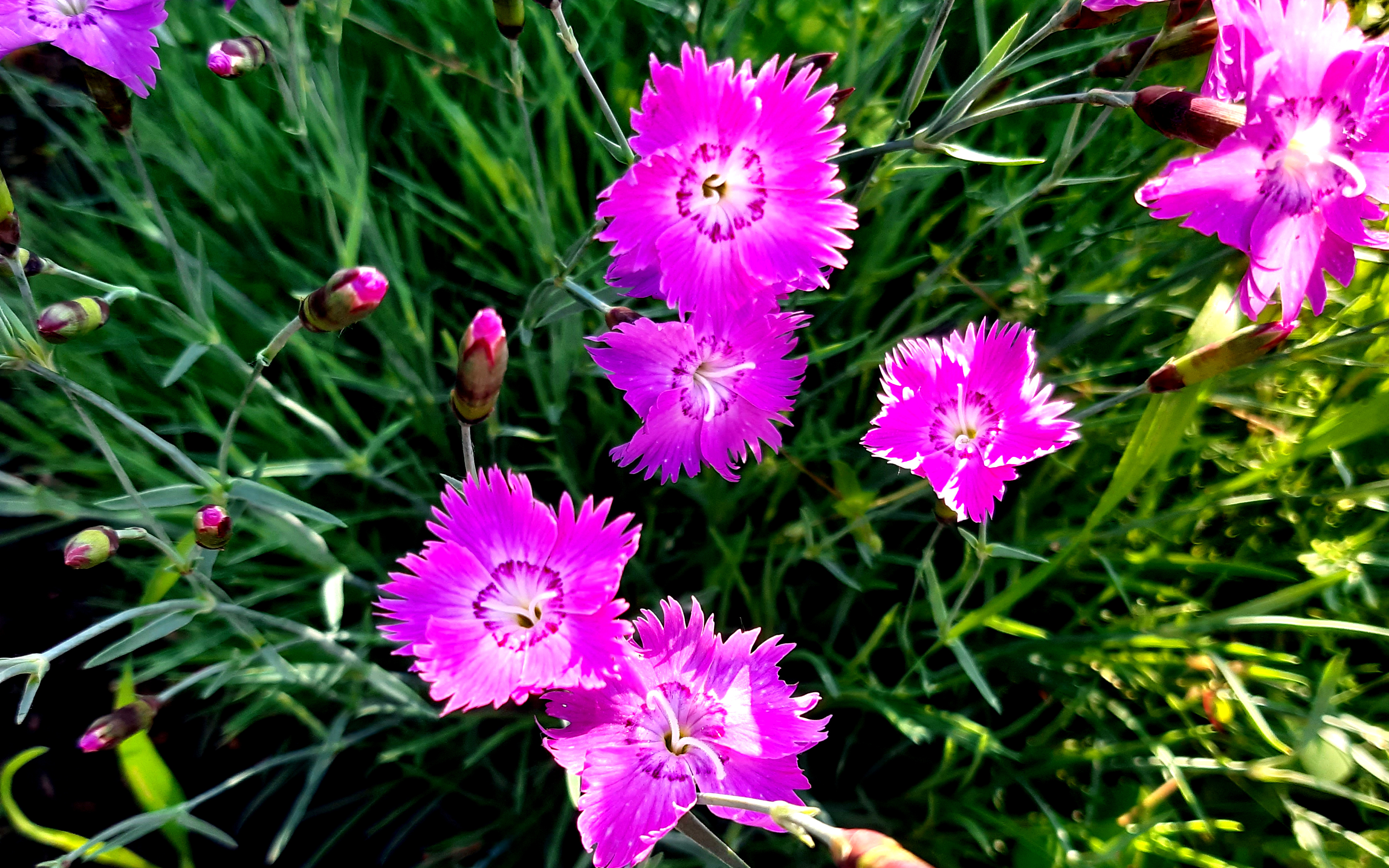 турецкая гвоздика, розовая, зелень, цветы, клумба, лето, 3840х2400, 4к обои