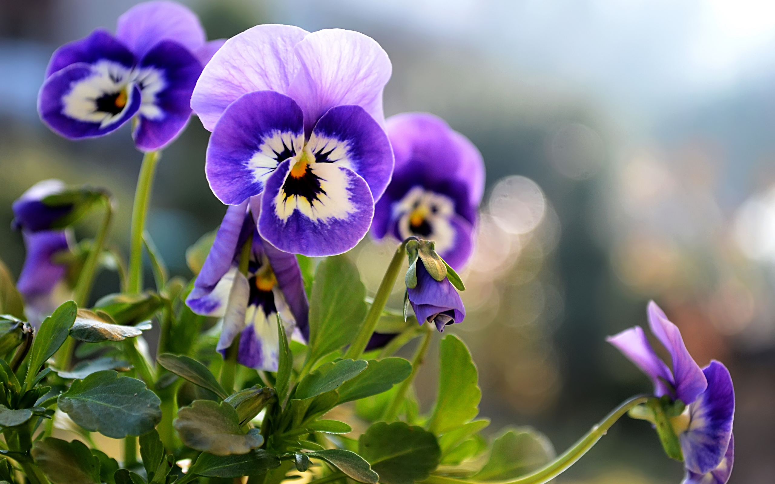 анютины глазки, цветы фиолетовые, красивые обои, Pansies, flowers violet, beautiful wallpaper