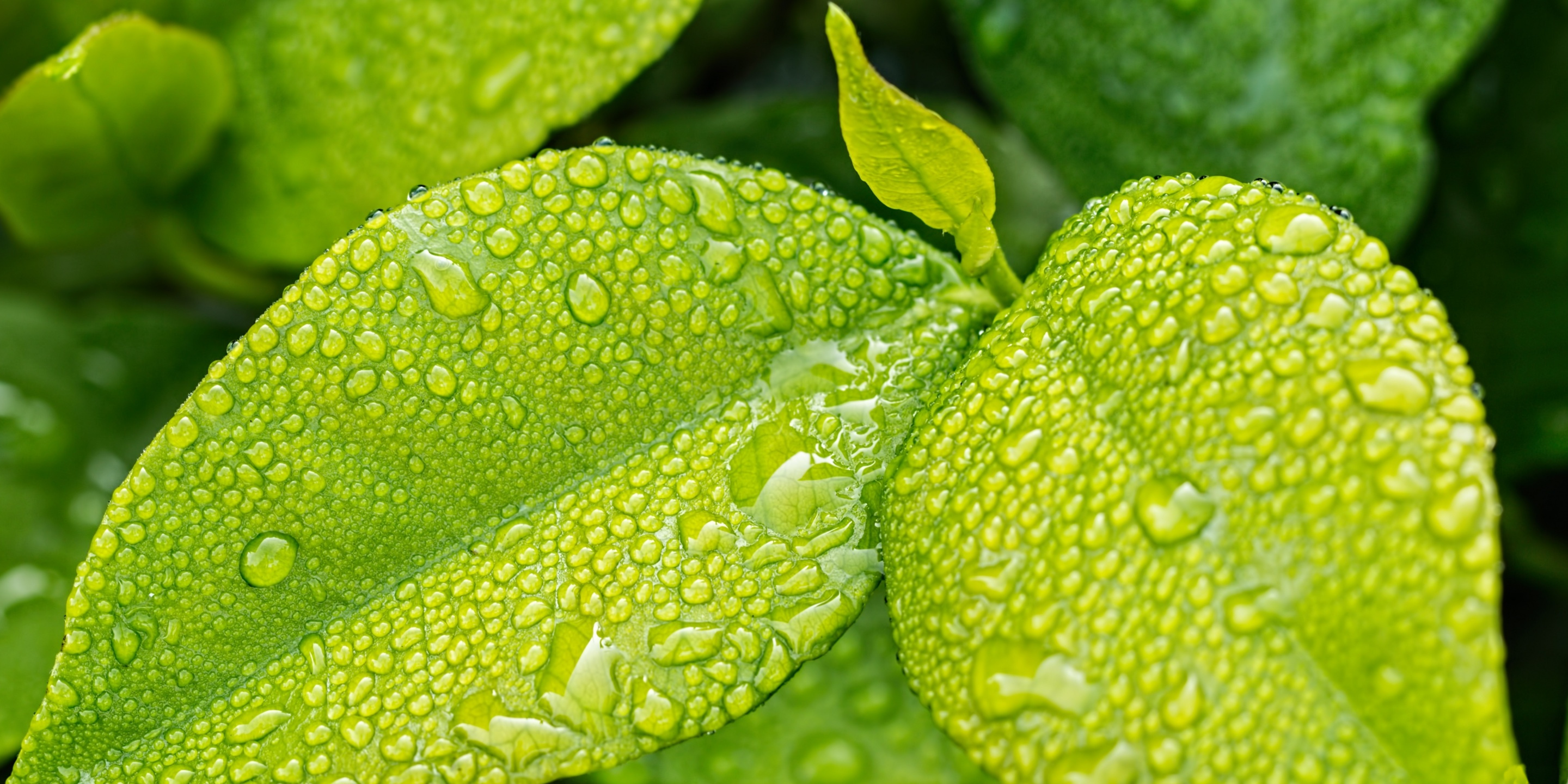 drops on leaves, зелень, листья, капли, макро, яркие обои