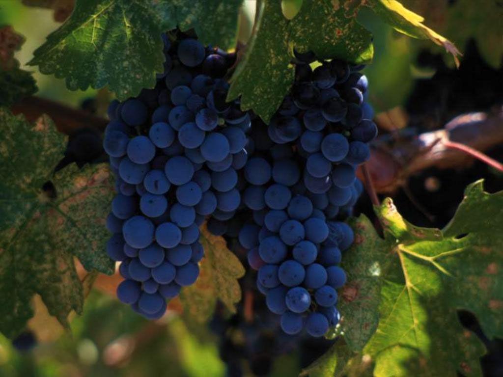 виноград синий, листья, витамины, фото хорошего качества, скачать, blue grapes, leaves, vitamins, good quality photos, download