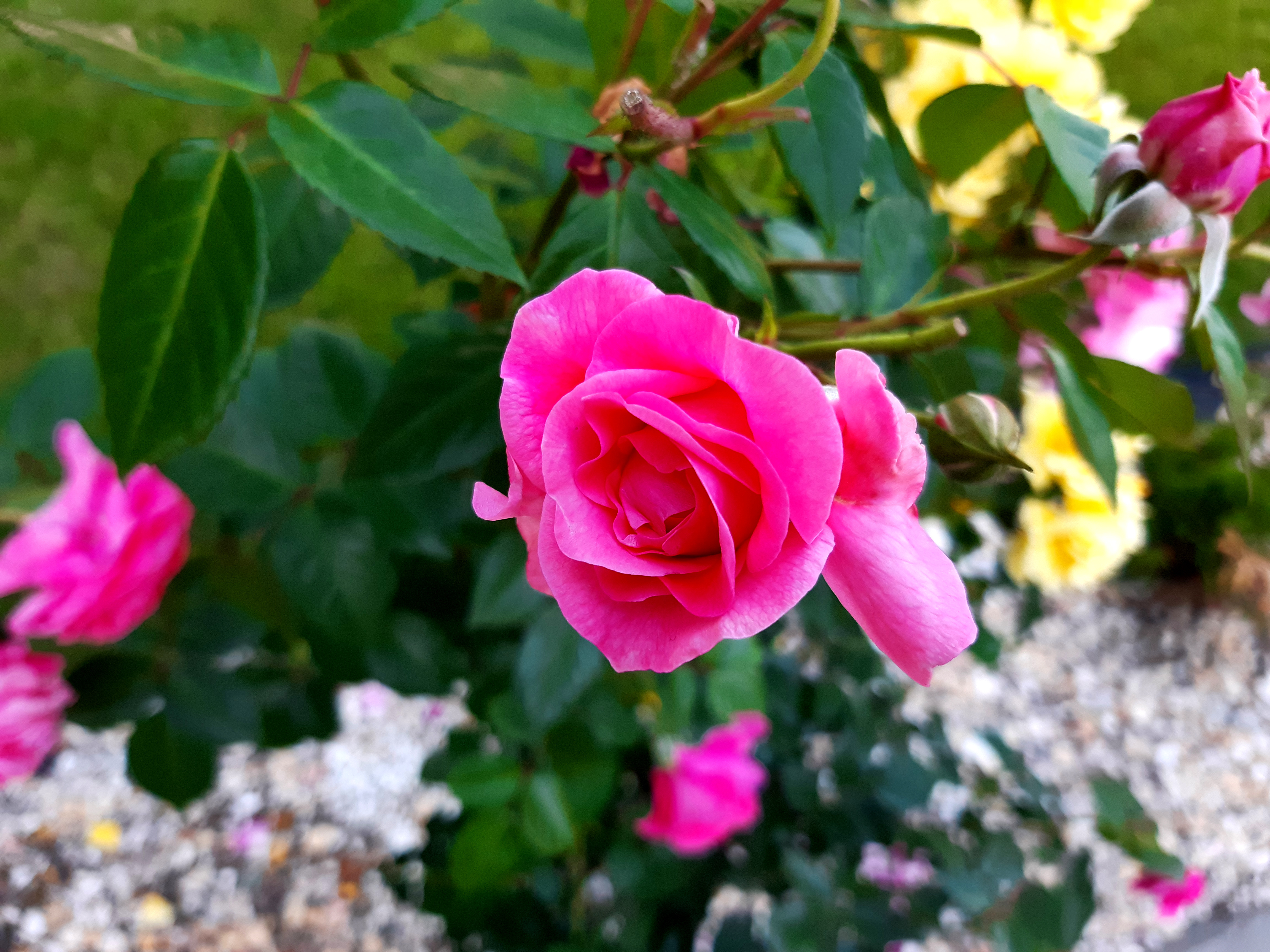 pink rose, flower, plant, flower bed, green leaves