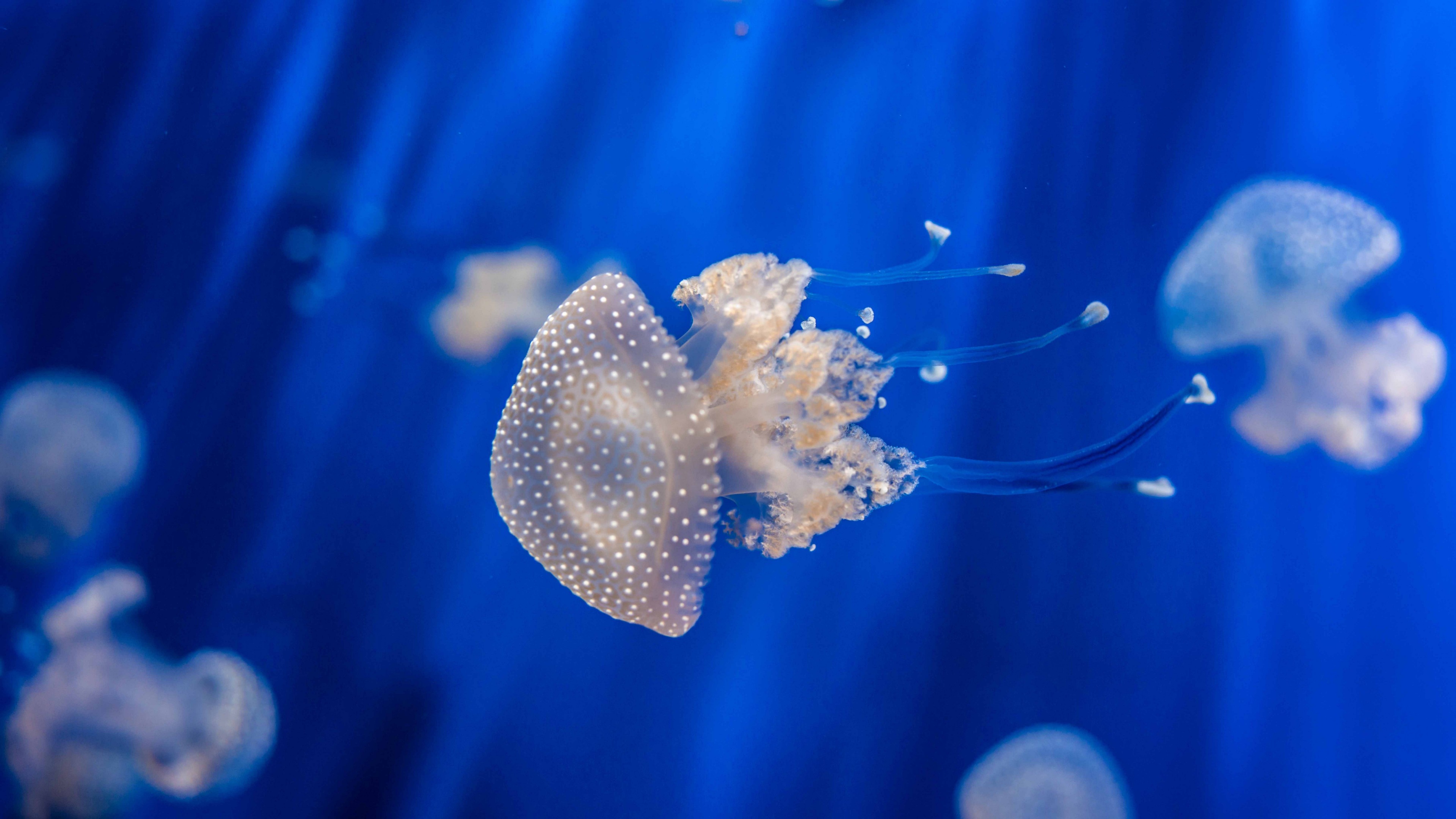 медуза, макро, глубина, море, под водой, 3840х2160, 4к обои