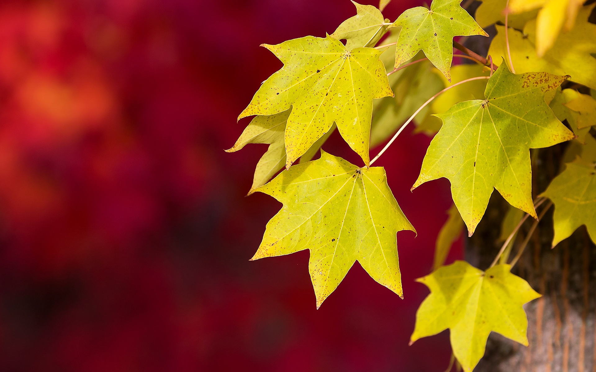 макро, листья, клен, осень, дерево, размытость, macro, leaves, maple, autumn, tree, blur