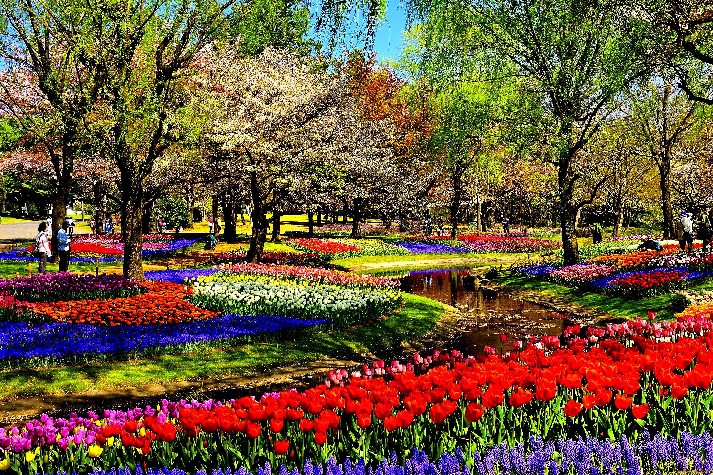 spring, nature, park, stream, different types of tulips, trees, flowers, весна, природа, парк, ручей, разные виды тюльпанов, деревья, цветы, वसंत, प्रकृति, पार्क, धारा, विभिन्न प्रकार के ट्यूलिप, पेड़, फूल