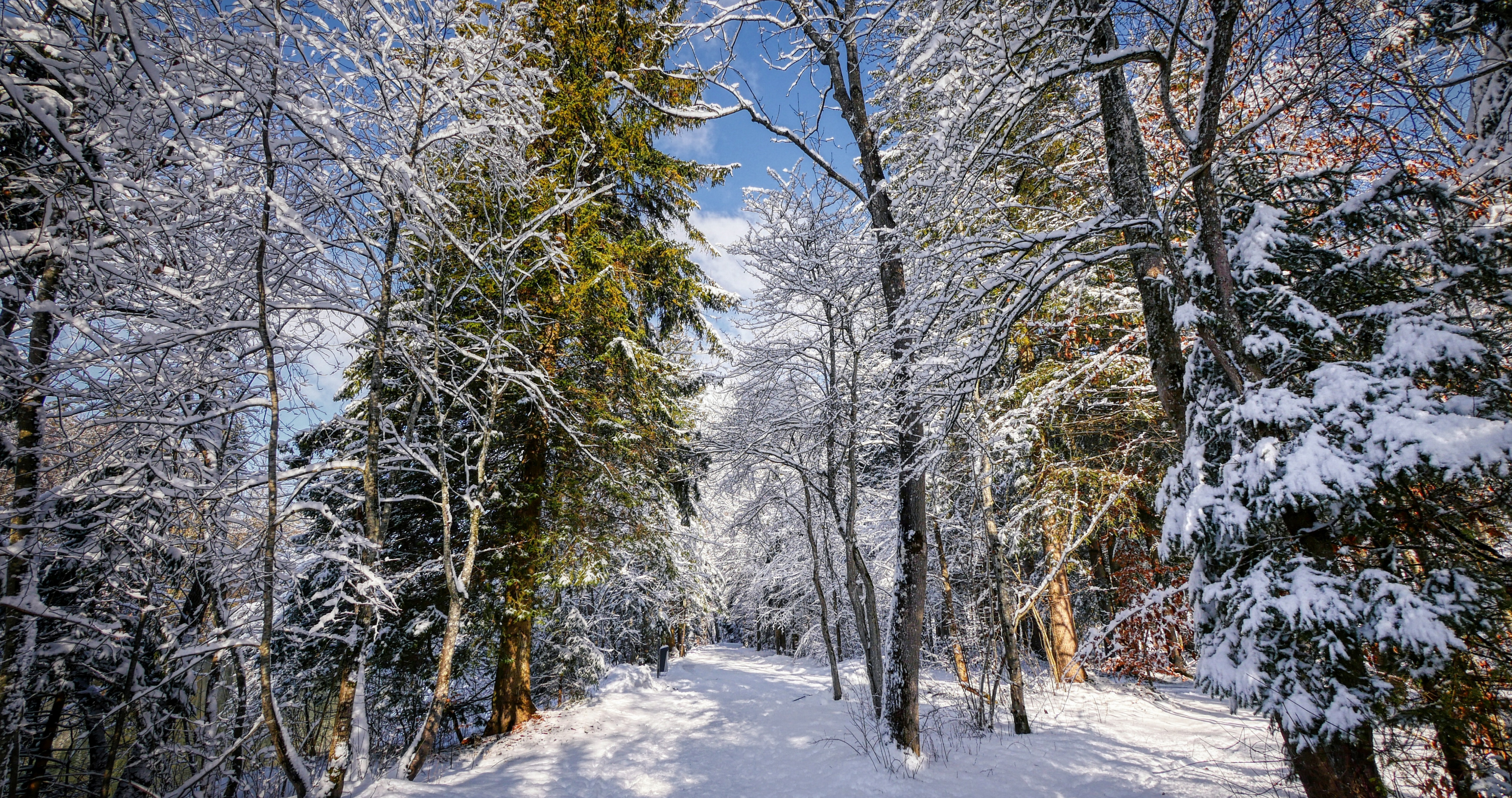 Обои на рабочий стол зима, деревья, дорога, пейзаж, снег, природа, лес