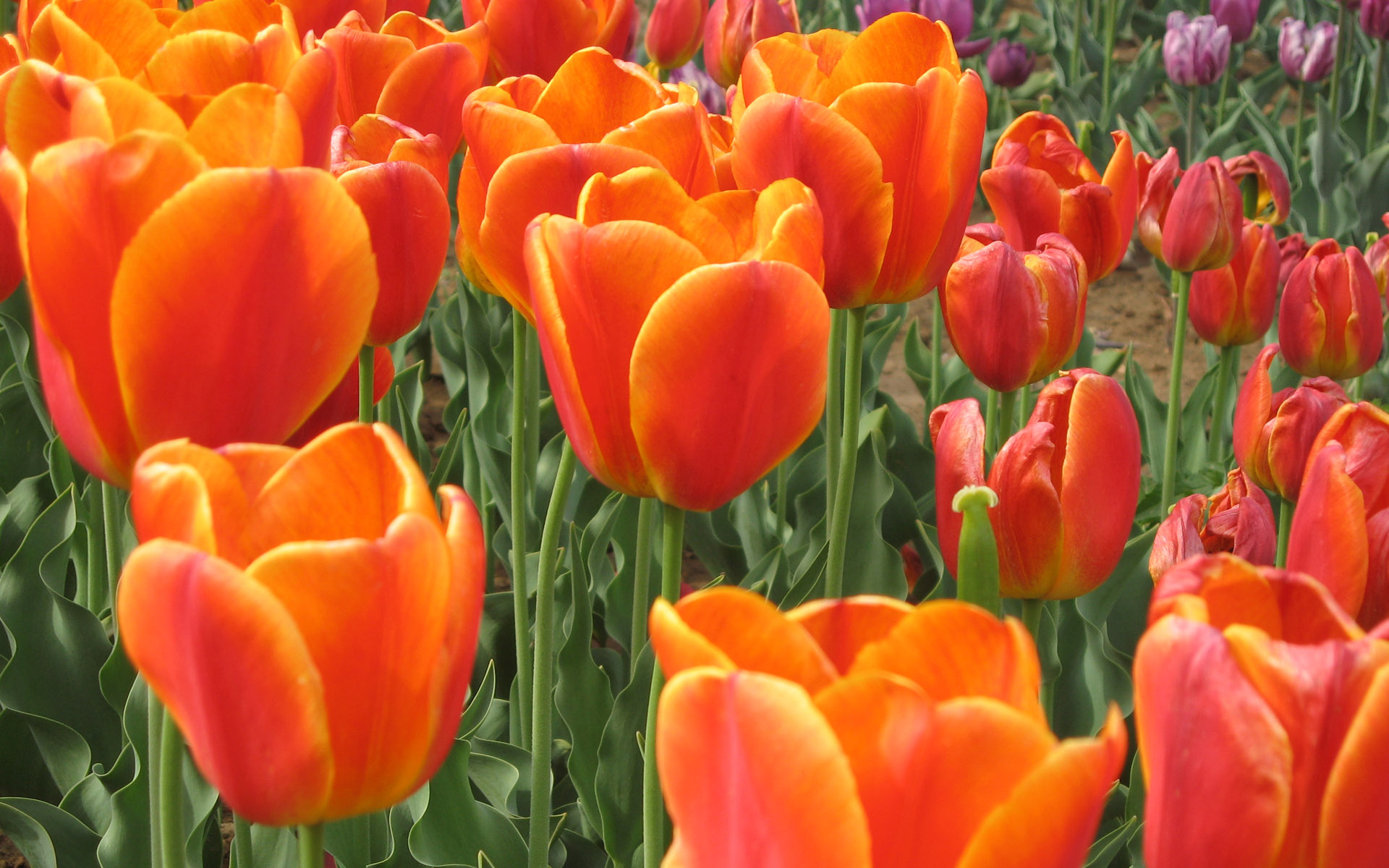тюльпаны, цветы, поле с тюльпанами, tulips, flowers, field of tulips