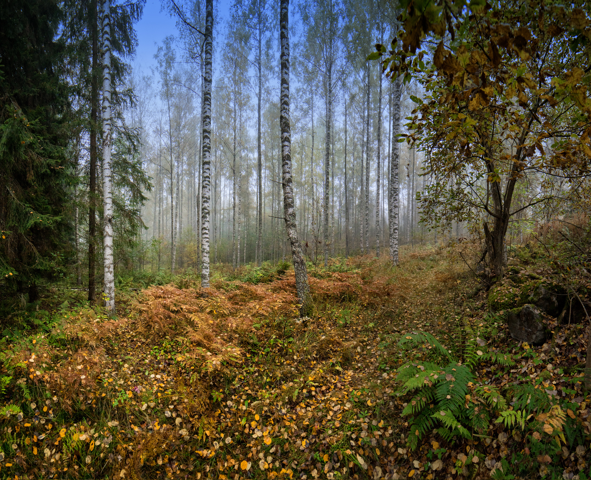 Фото на телефон осень, лес, природа, березы
