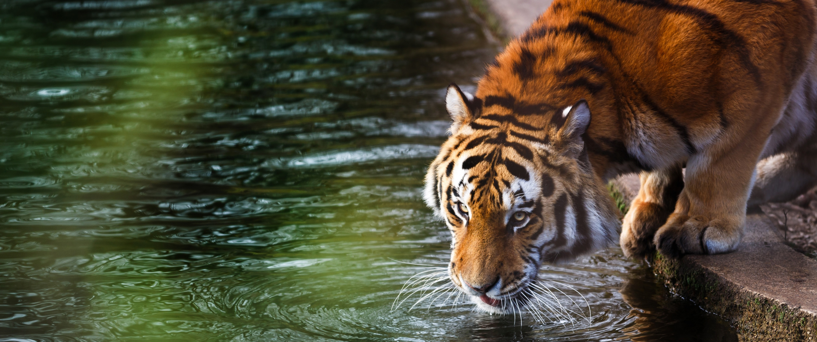 21 animal. Тигр. Тигры и леопарды. Животные пьют воду.