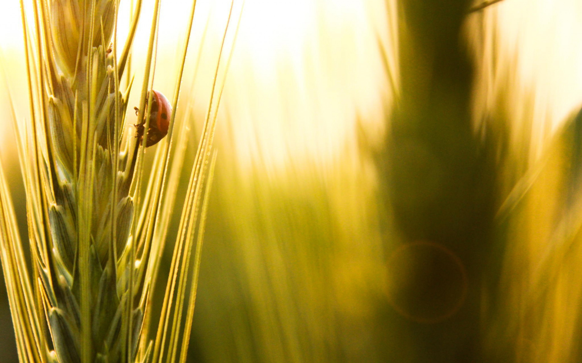 macro, ear, insect, ladybug, wheat, grass, grain, sun rays, glare, motion blur, макро, колос, насекомое, Божья коровка, пшеница, злак, зерно, лучи солнца, блики, размытость, лето