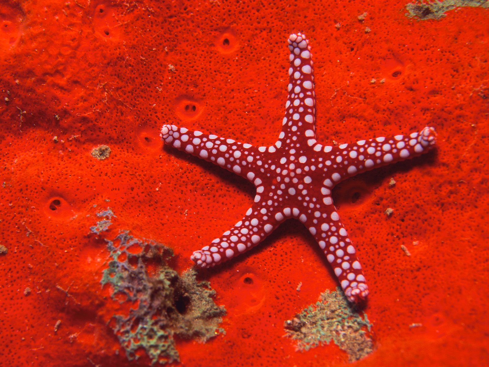 морская звезда, красный фон, подводный мир, океан, обои для рабочего стола, скачать, starfish, red background, underwater, ocean, desktop wallpaper download