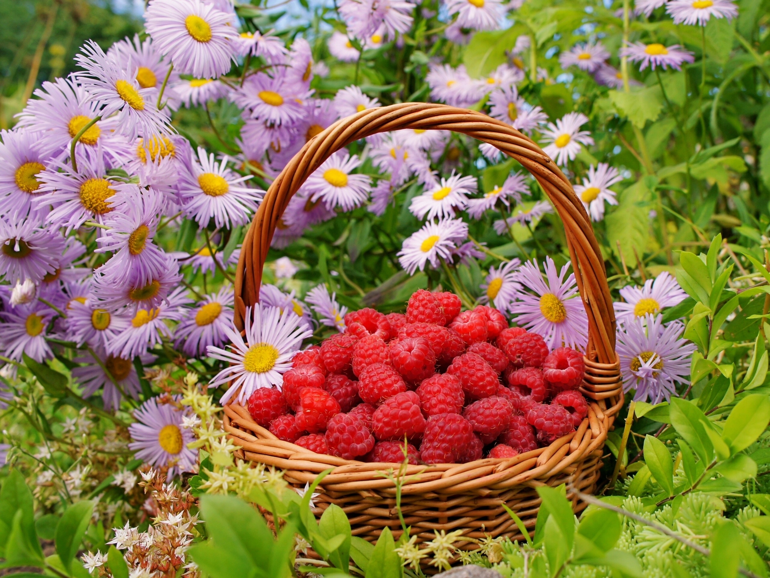 Фото бесплатно цветы, ягоды, малина в корзине, лето