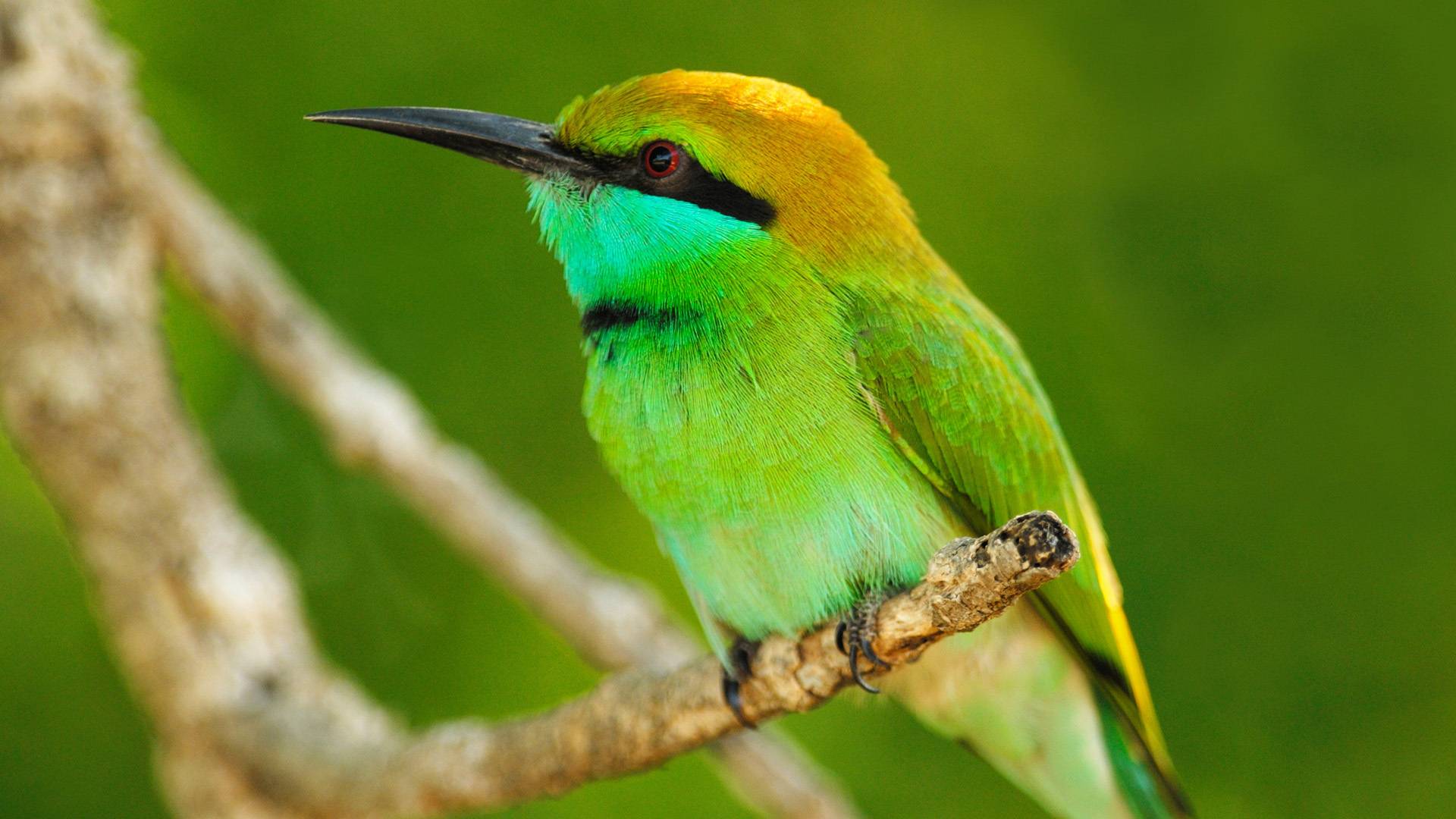колибри на ветке, самая маленькая птица, обои скачать, Hummingbird on a branch, the smallest bird, wallpaper download