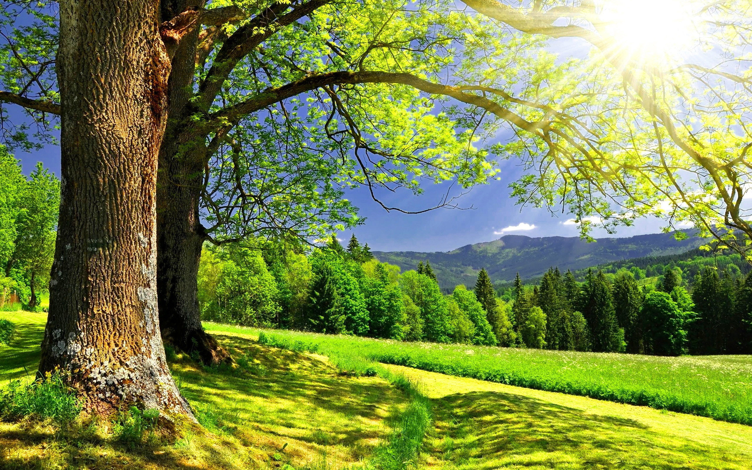 природа, весна, деревья, трава, зелень, лучи солнца, красота, Nature, spring, trees, grass, greens, sun rays, beauty