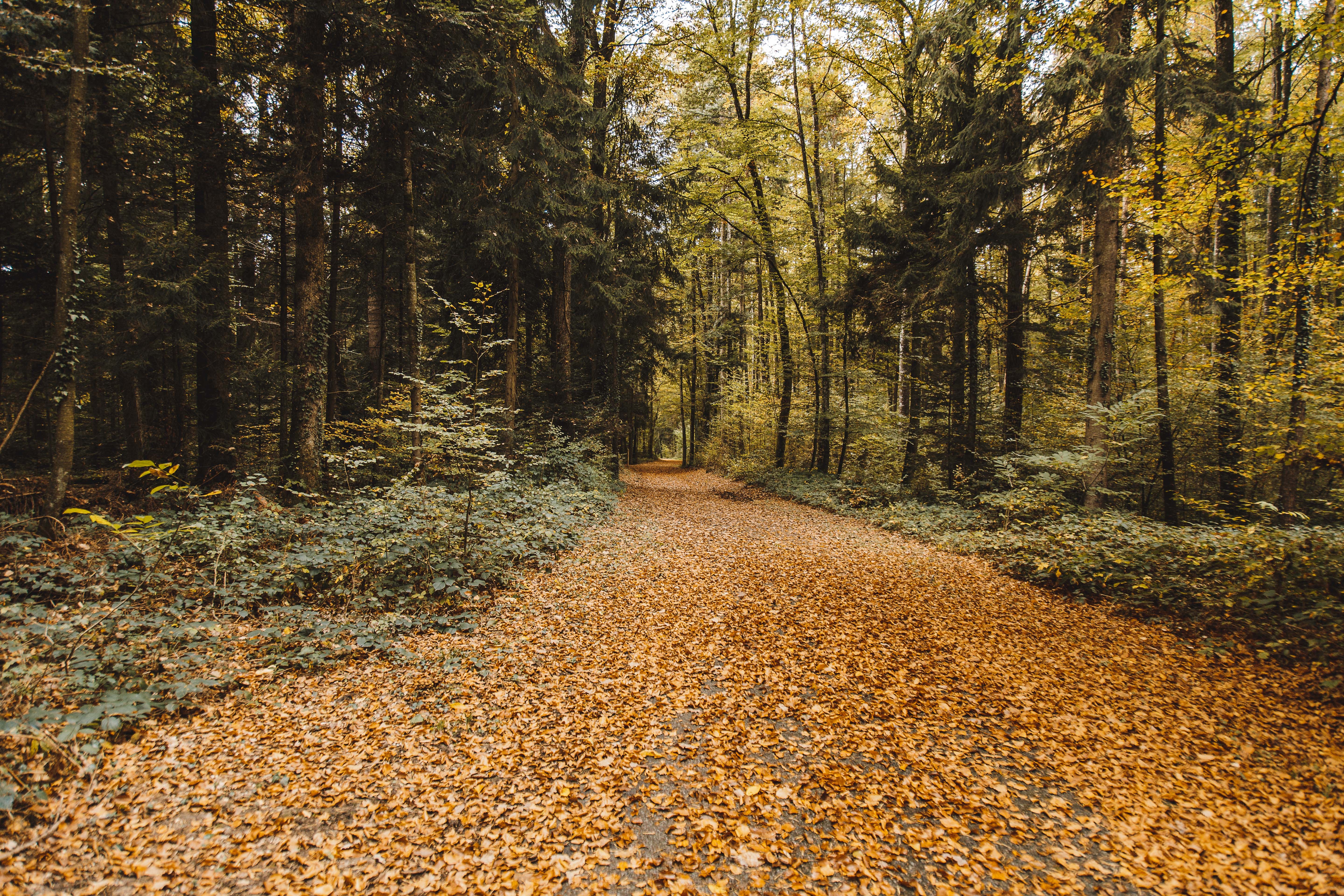 Осенняя лесная дорога, желтые листья, природа