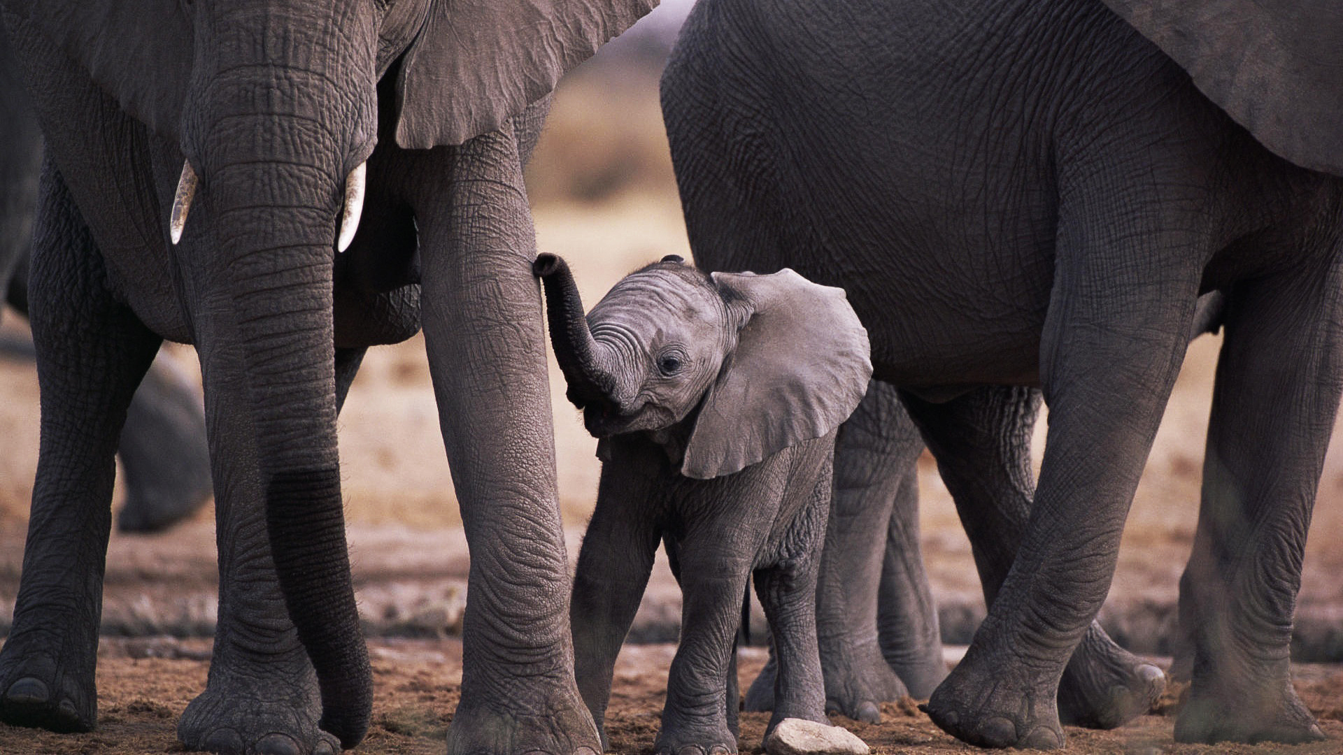 слоненок, слоны и слоненок, elephant, elephants and elephant