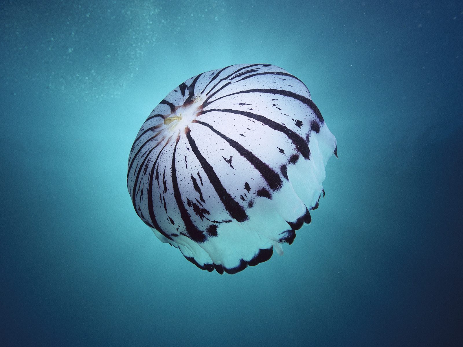 фиолетовая полосатая медуза, великолепие подводного мира, море, обои скачать, purple striped jellyfish, the splendor of the underwater world, sea, wallpaper download
