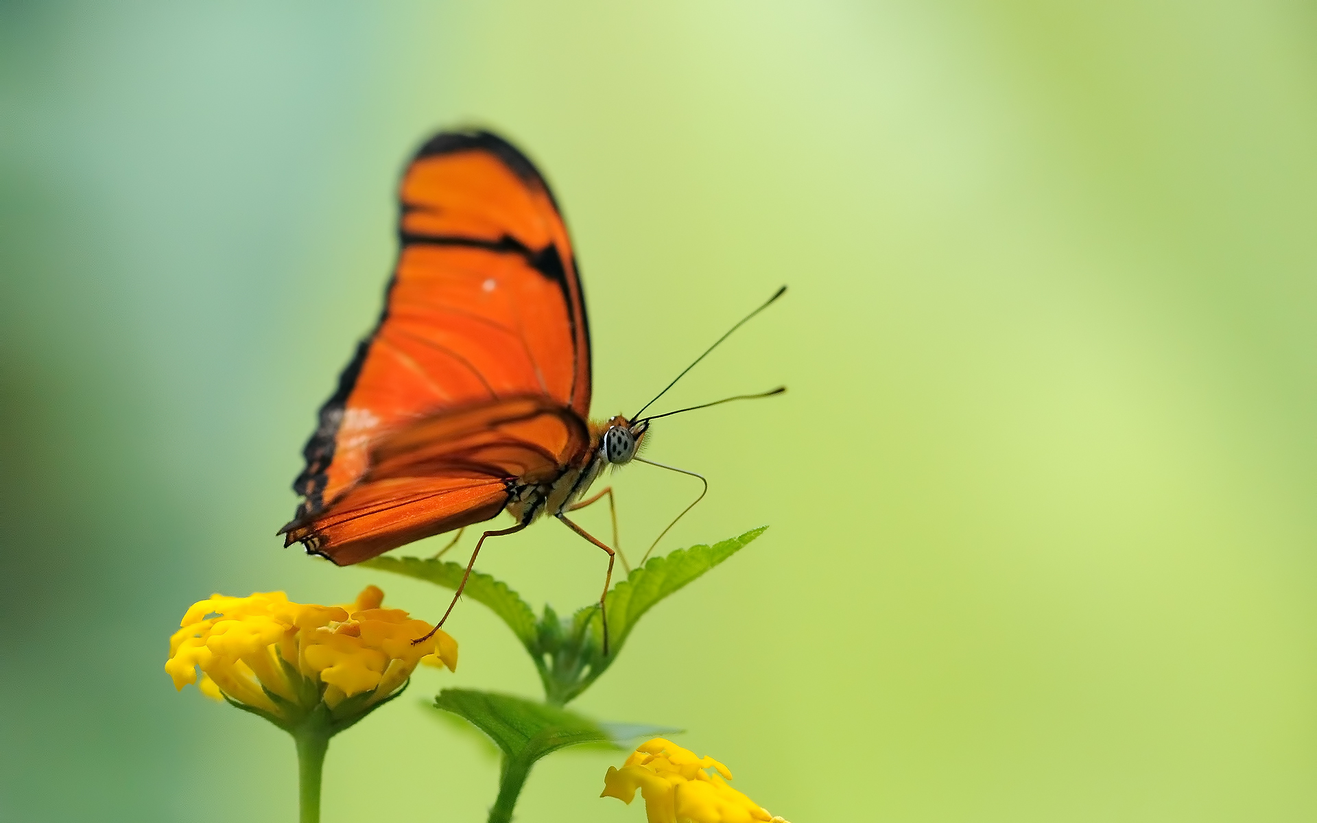 бабочка, макро, цветок, насекомое, красивые обои на рабочий стол, butterfly, close up, flower, insect, beautiful wallpapers on your desktop