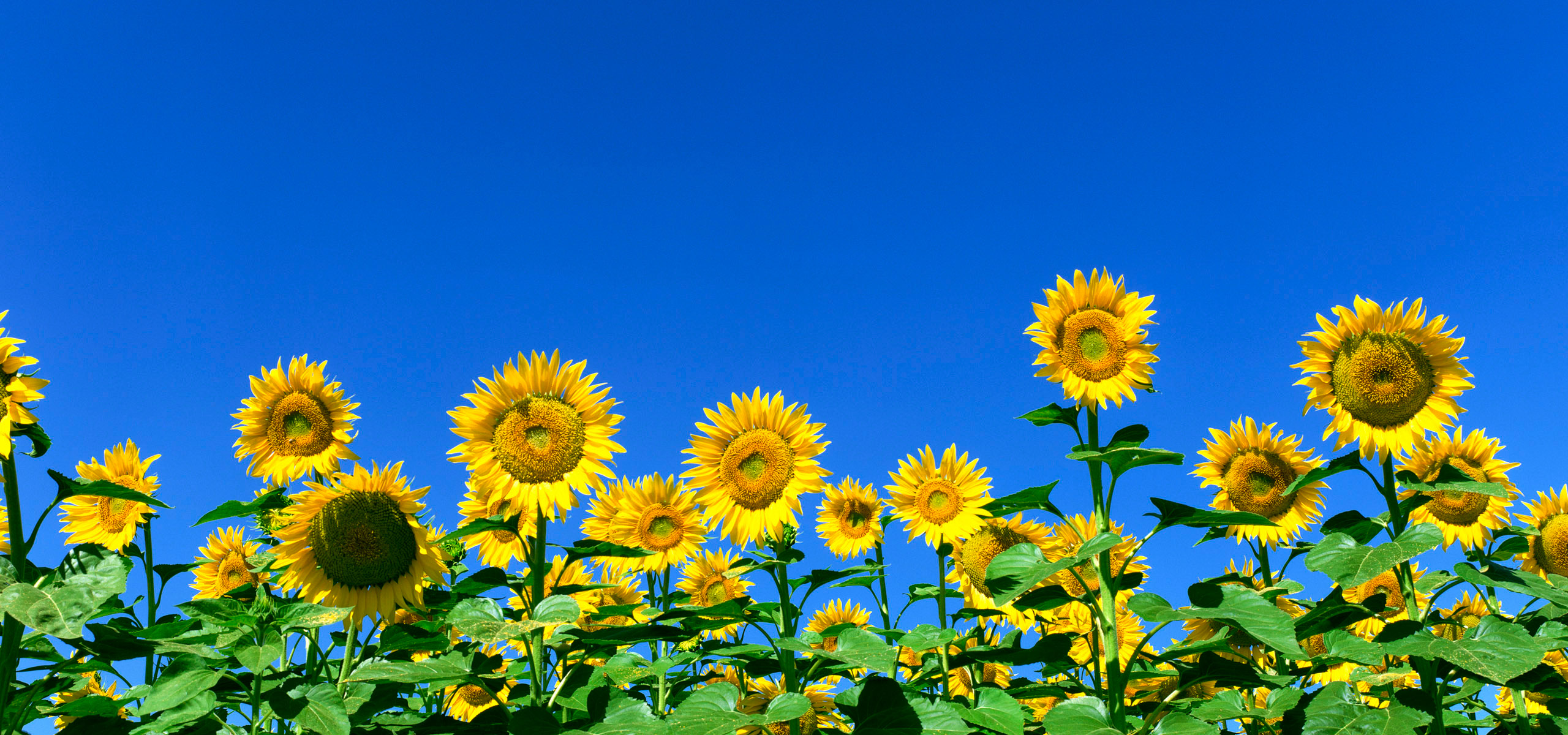 подсолнухи на голубом фоне, цветы, природа, sunflowers on a blue background, flowers, nature