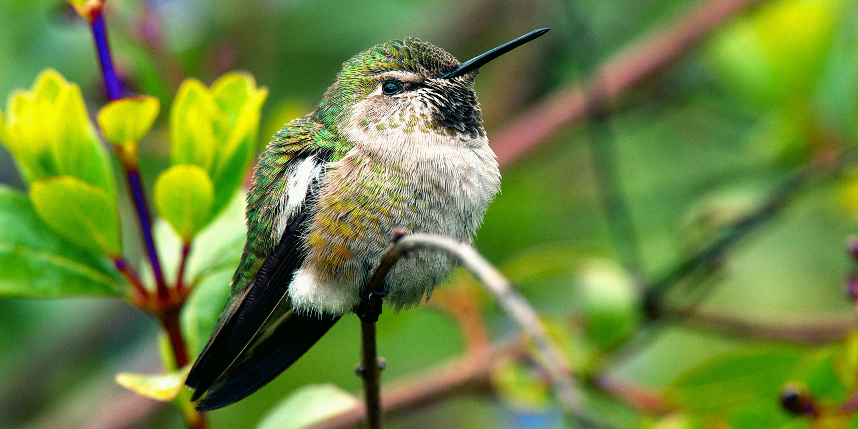 fluffy hummingbird, пушистая колибри на ветке