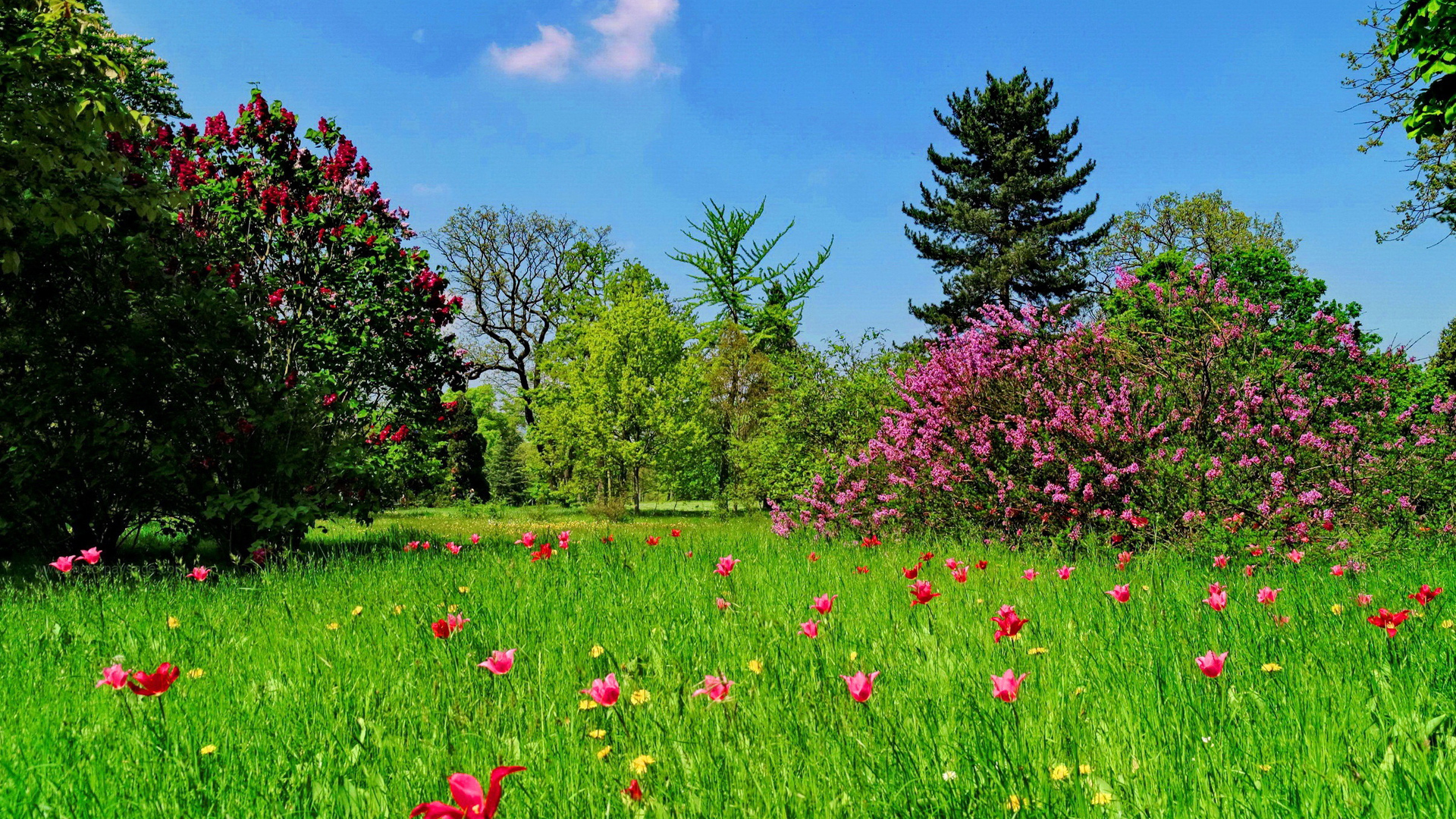 цветущий парк весной