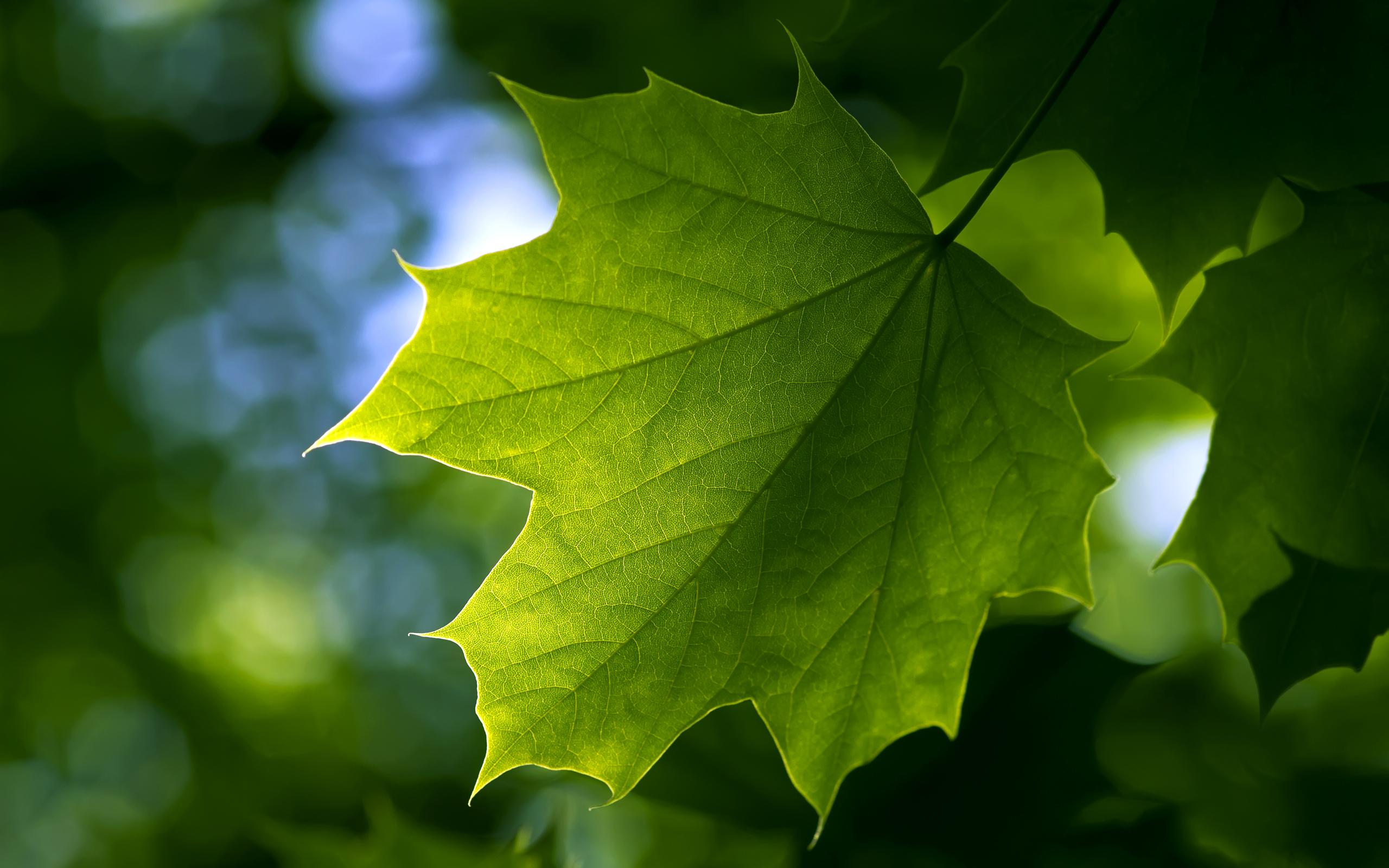 кленовый лист, зеленый, макро, природа, лето, хорошие обои, Maple leaf, green, macro, nature, summer, nice wallpaper
