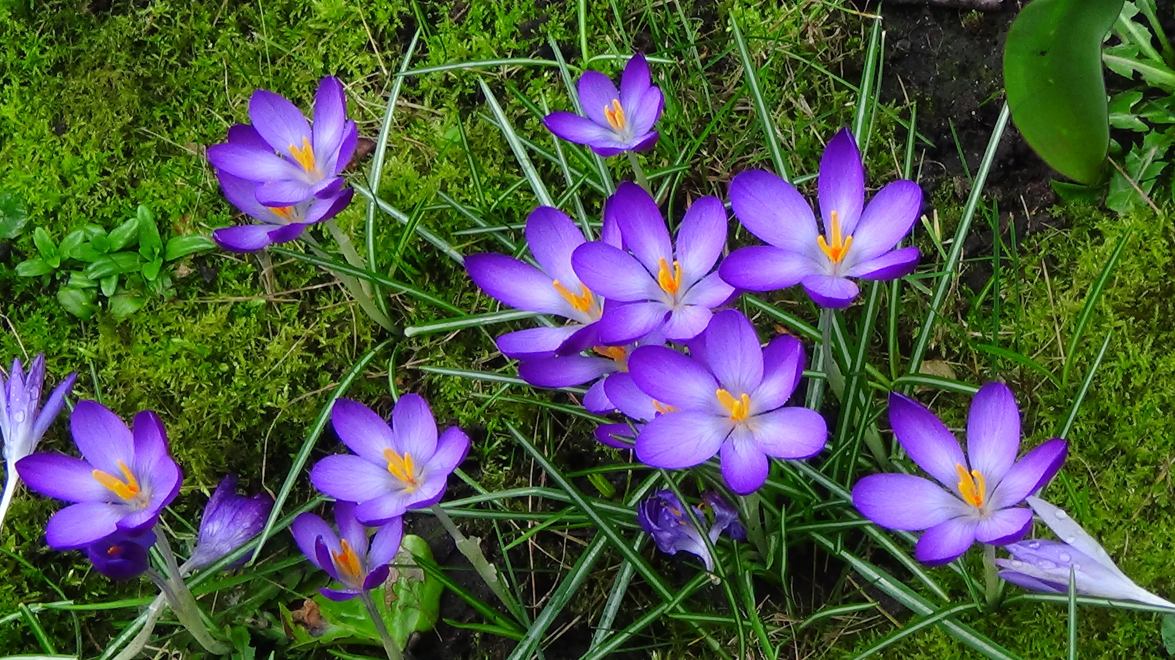 Фото бесплатно зеленая трава, фиолетовые цветы, крокусы, весна