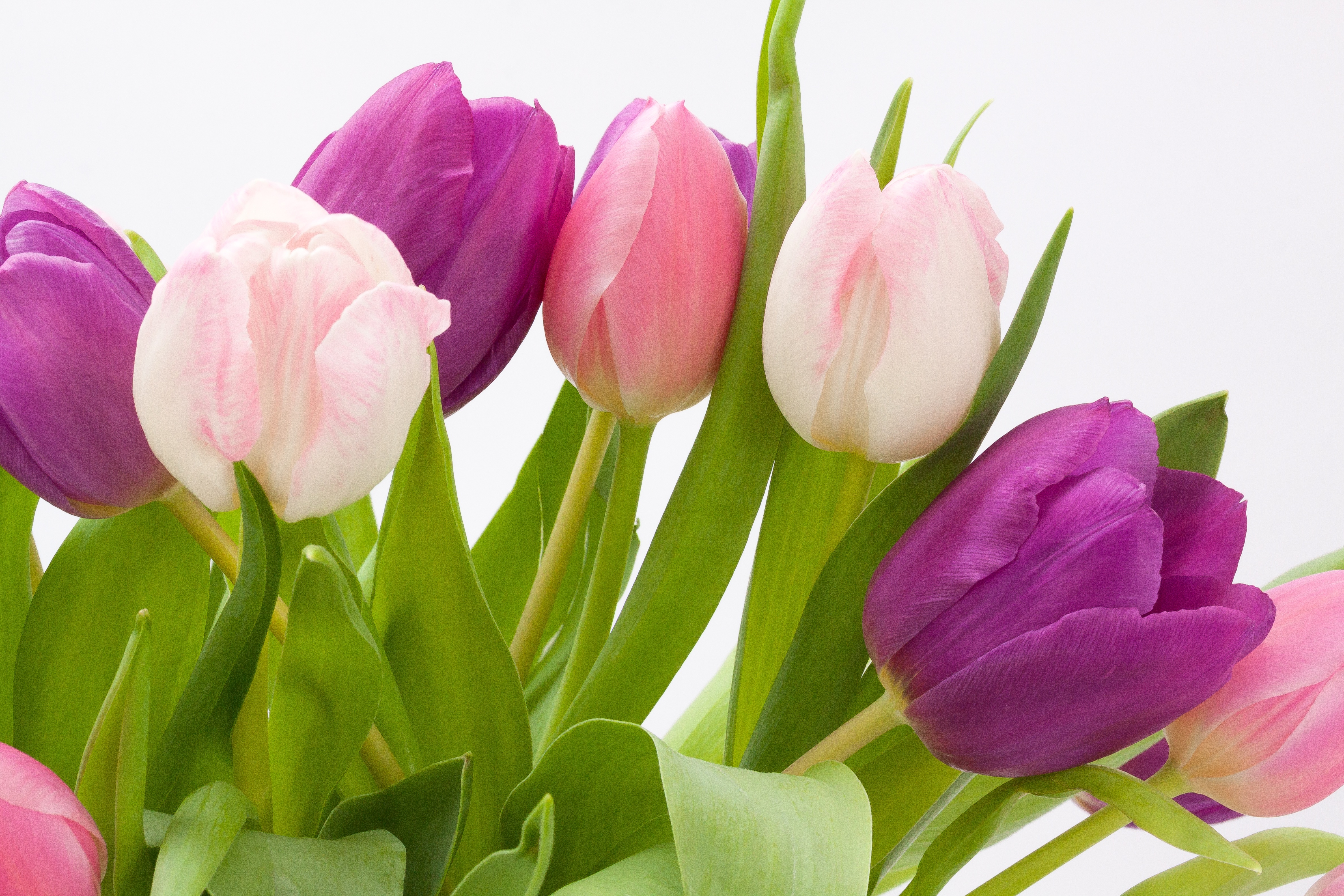 Что значат розовые тюльпаны. Цветы тюльпаны. Розовые тюльпаны. Весенние цветы тюльпаны. Букет тюльпанов.