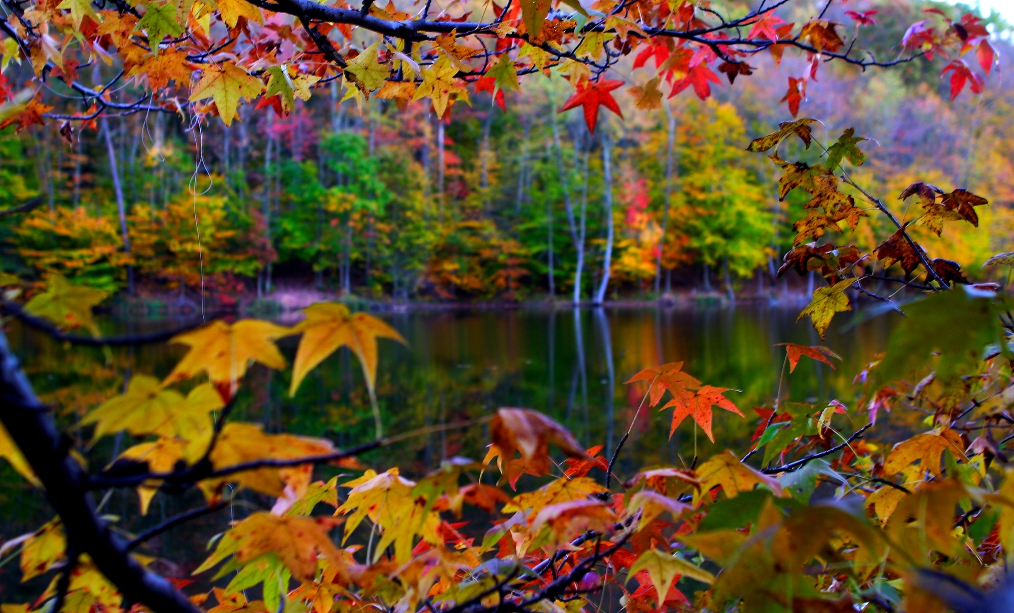 осень, природа, деревья, красные, желтые, зеленые листья, пруд, autumn, nature, trees, red, yellow, green leaves, pond