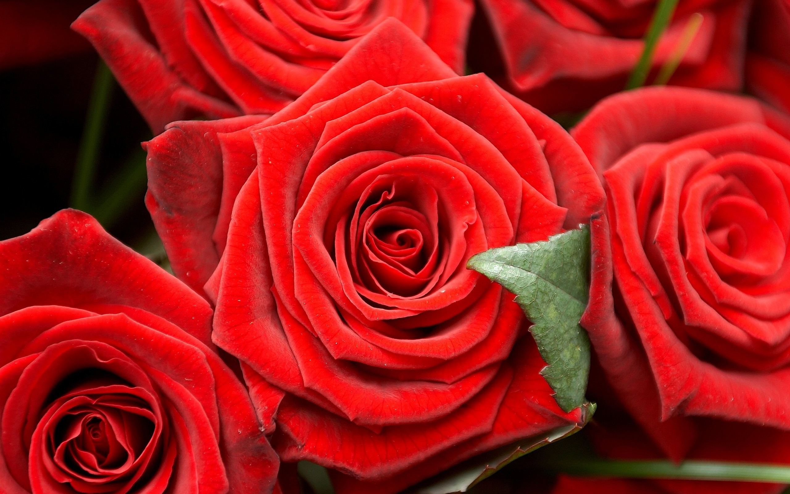 red roses, flowers, bouquet, holiday, buds, bright wallpaper, красные розы, цветы, букет, праздник, бутоны, яркие обои, लाल गुलाब, फूल, गुलदस्ता, छुट्टी, कलियों, उज्ज्वल वॉलपेपर