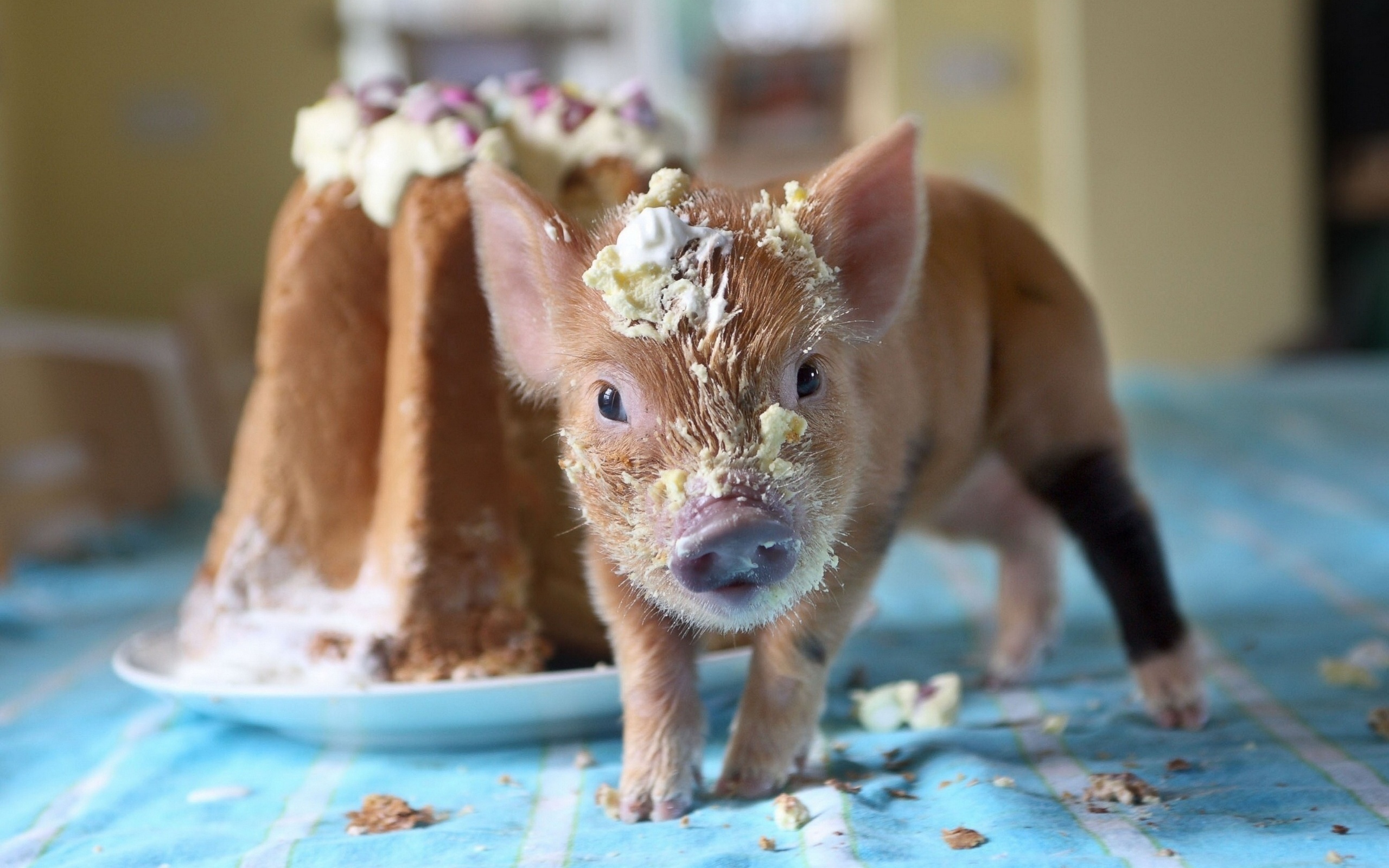 поросенок, кекс, сладости, животные, креативные обои, скачать, pig, cake, sweets, animals, creative wallpapers download