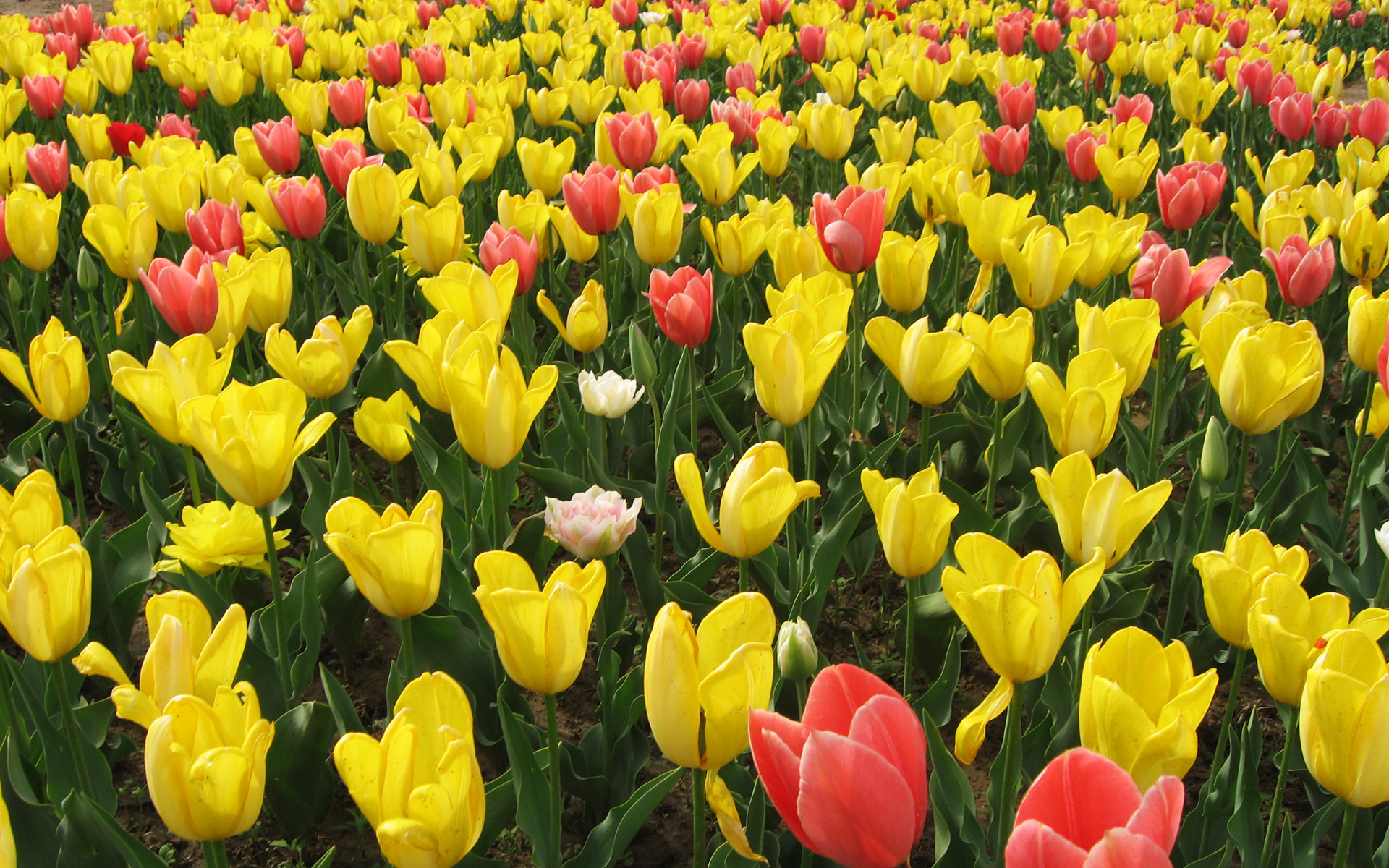 поле тюльпанов, желтые, розовые, луг, весна, цветы, красивые обои, field of tulips, yellow, pink, meadow, spring, flowers, beautiful wallpaper