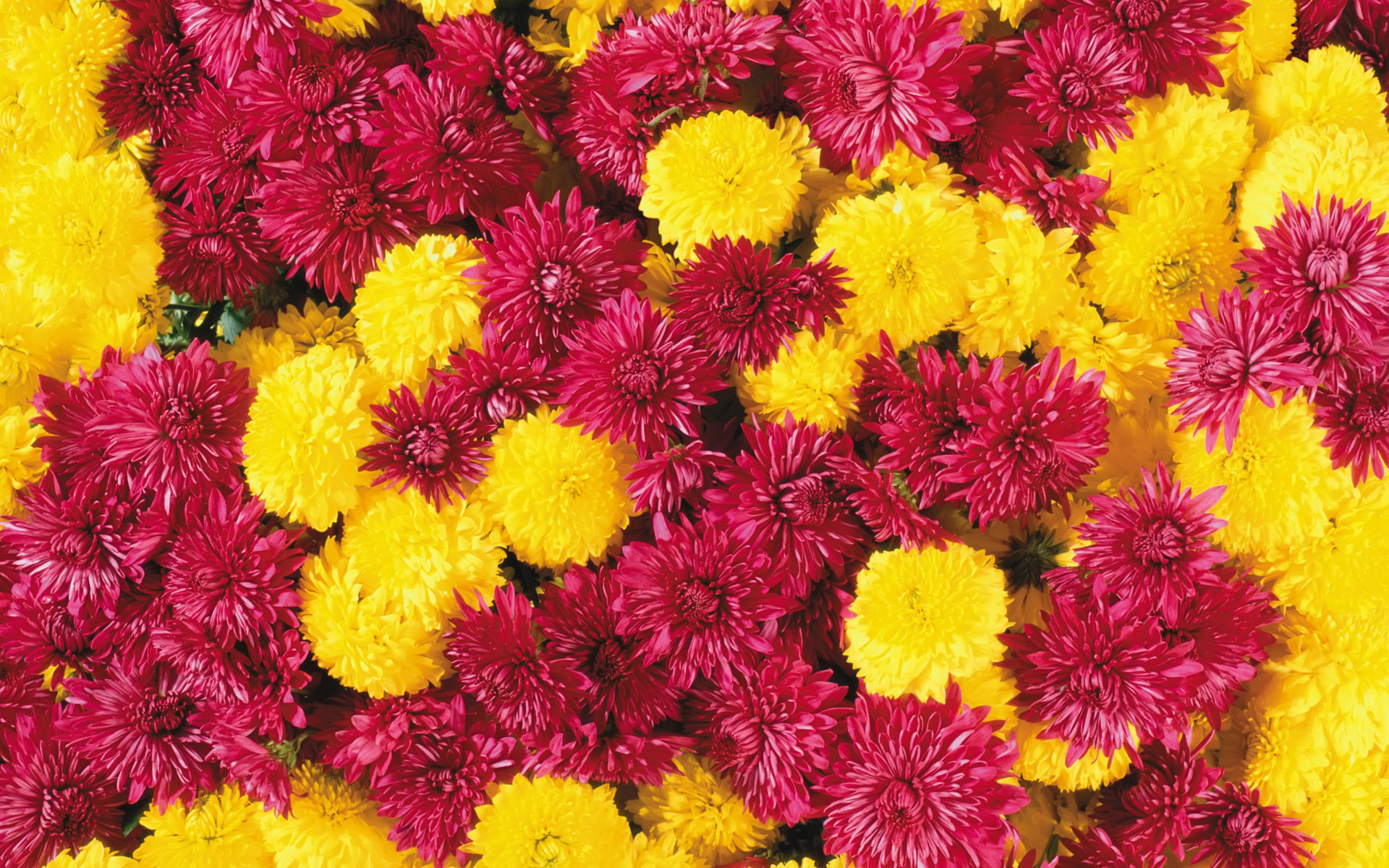 хризантемы, цветы, желтые, бордовые, осенние цветы, chrysanthemums, flowers, yellow, maroon, autumn flowers