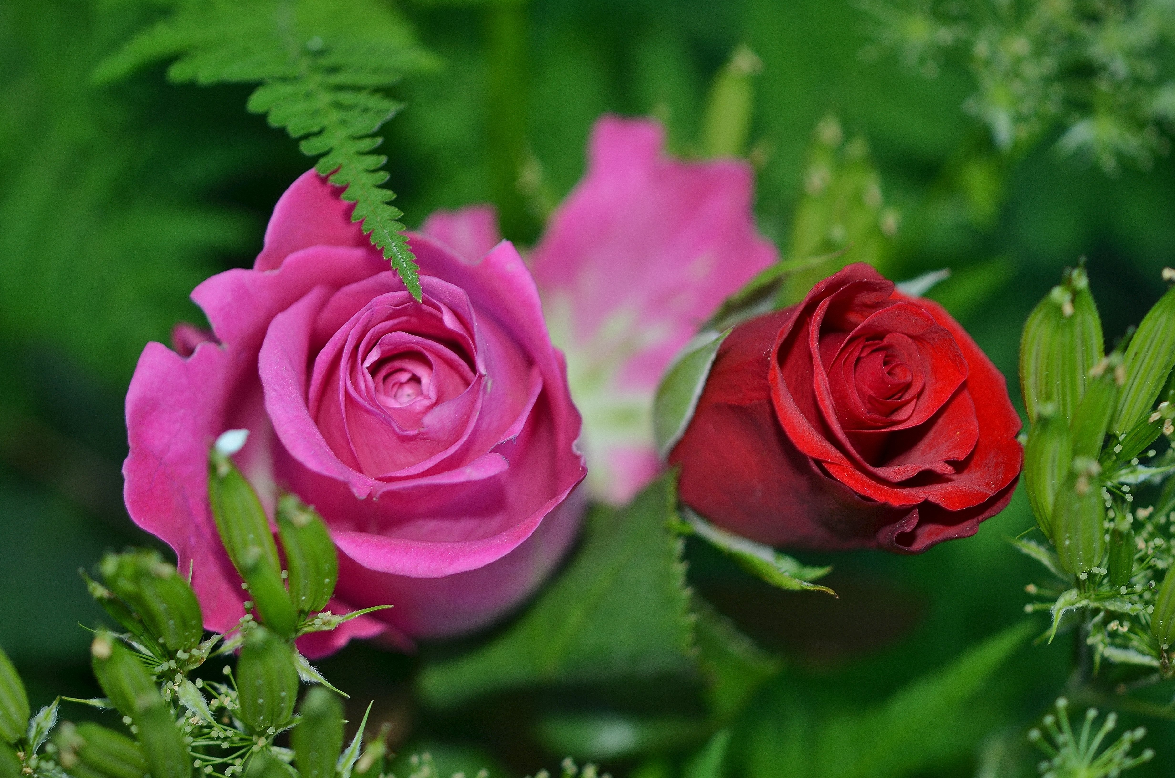 лиловая и бордовая розы, зелень, цветы